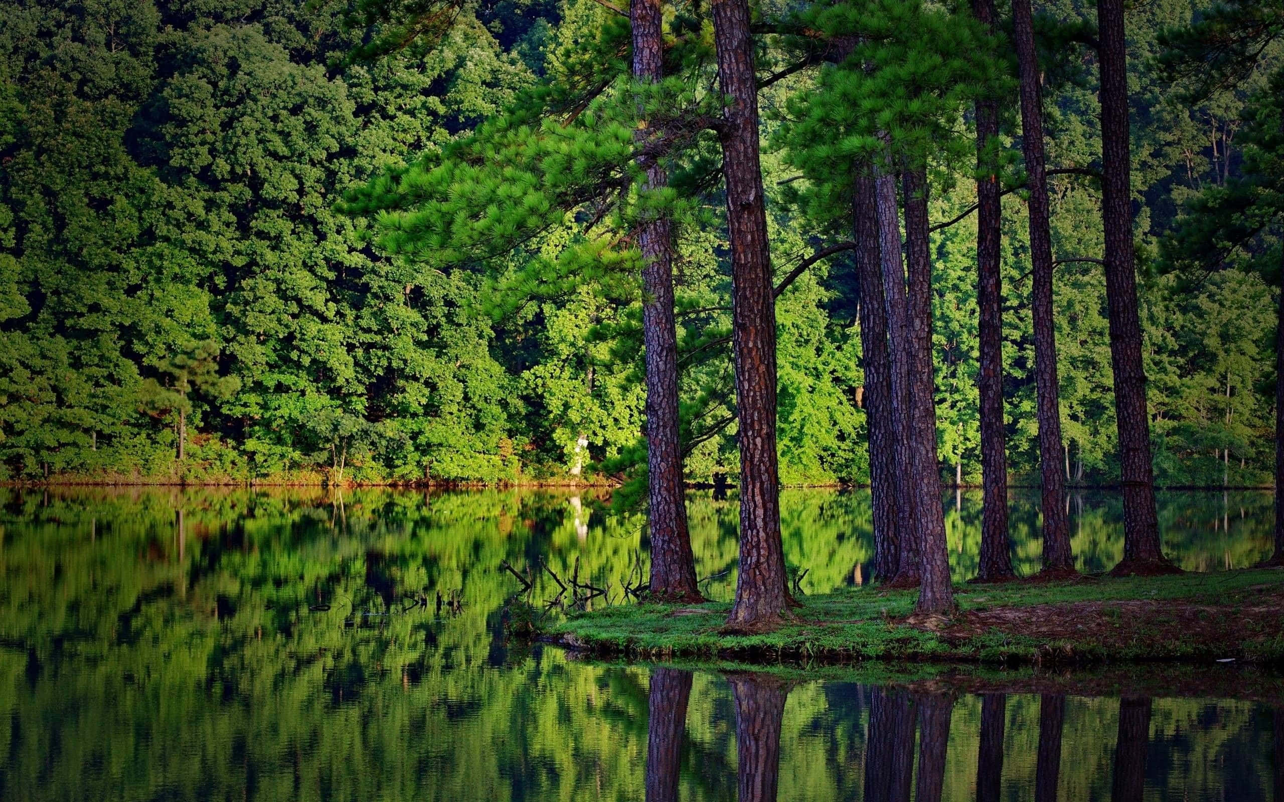 Pine Tree 桌布 壁紙 — 高大的松樹矗立在水邊，倒映在平靜的綠色水域中，周圍是茂密的森林。