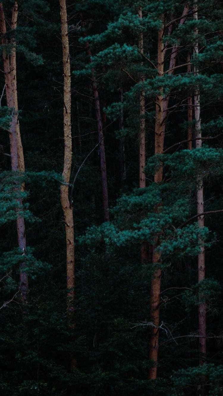 Trees iPhone 桌布 壁紙 — 高大的松樹矗立在濃密陰暗的森林中，深綠色的針葉和紋理清晰的樹皮在微弱的暮光下。