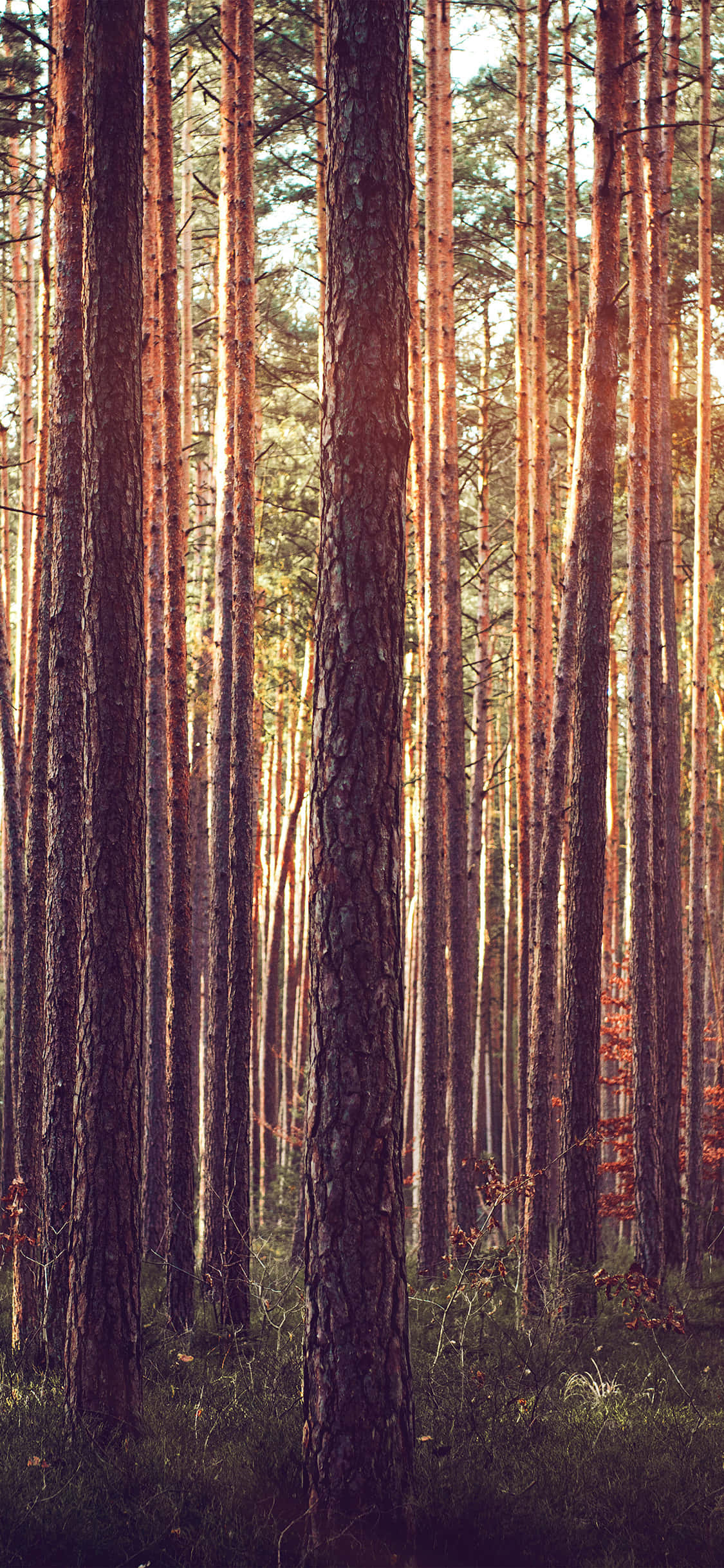 woods 桌布 壁紙 — 高大的松樹矗立在茂密的森林中，金色的陽光穿過樹冠，營造出寧靜的自然景象。