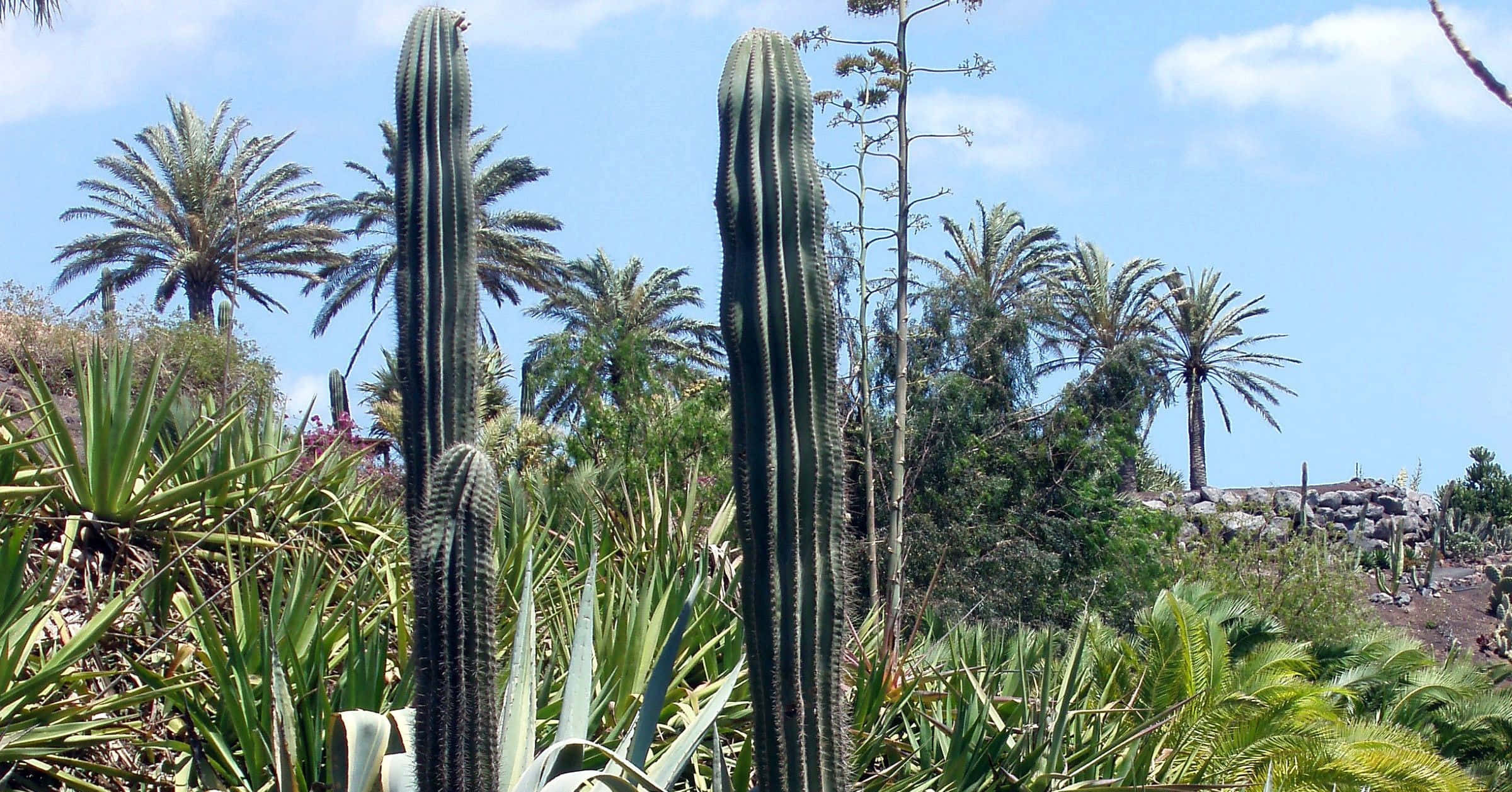 Cactus 桌布 壁紙 — 高大的柱狀仙人掌在茂密的綠色多肉植物和棕櫚樹之間聳立，天空湛藍，雲朵稀疏。