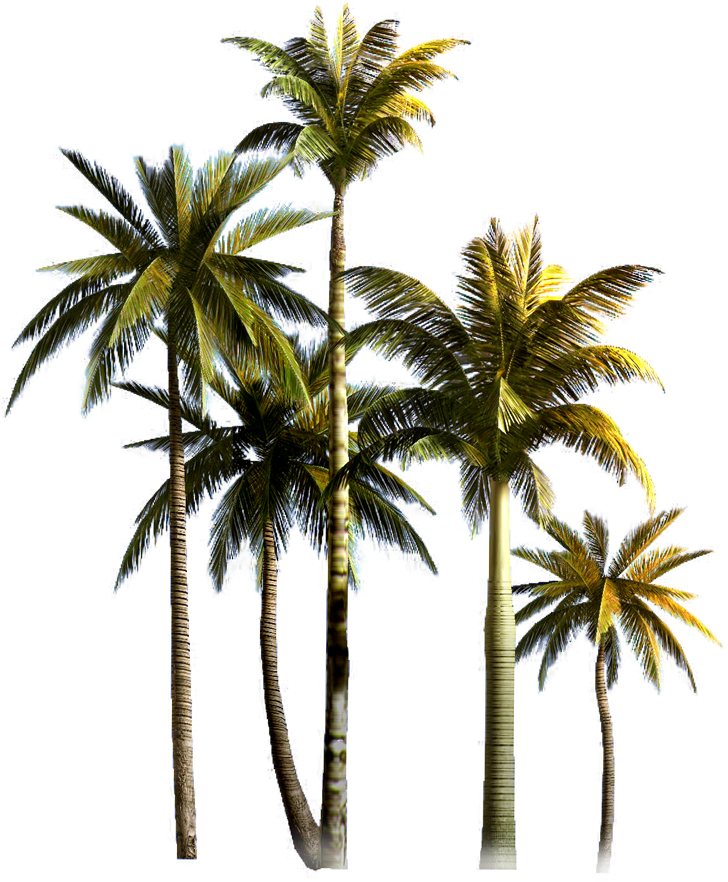 Coconut Tree 桌布 壁紙 — 高大的棕櫚樹，帶有綠色和黃色的葉子，矗立在純黑色背景前。