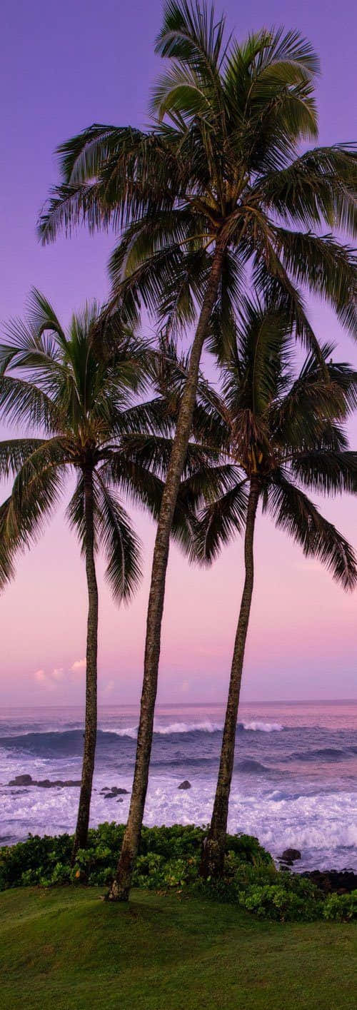 Palm Trees Beach 桌布 壁紙 — 高大的棕櫚樹在充滿活力的紫色和粉紅色日落天空下搖曳，下方是波濤洶湧的海岸。