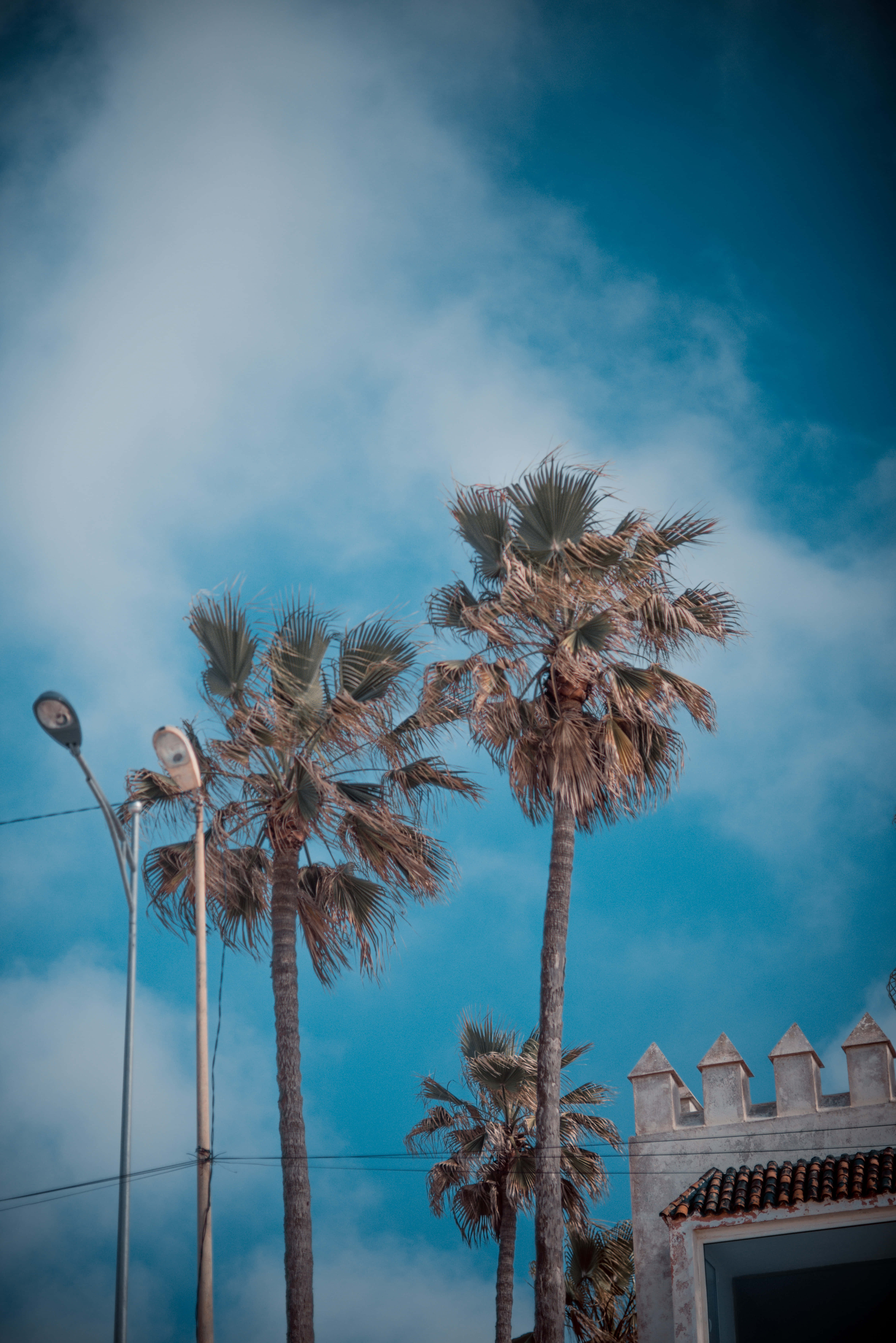California Aesthetic 桌布 壁紙 — 高大的棕櫚樹在充滿活力的藍天白雲下搖曳，附近有瓦頂建築和街燈。