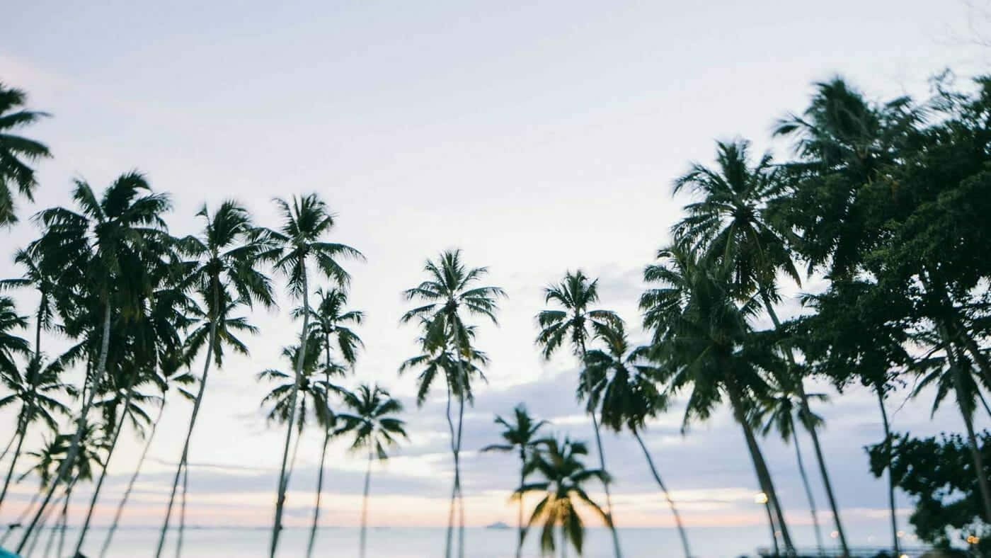 Aesthetic Beach 桌布 壁紙 — 高大的棕櫚樹在平靜海洋地平線上的暮色中，映襯著柔和粉彩天空的剪影。