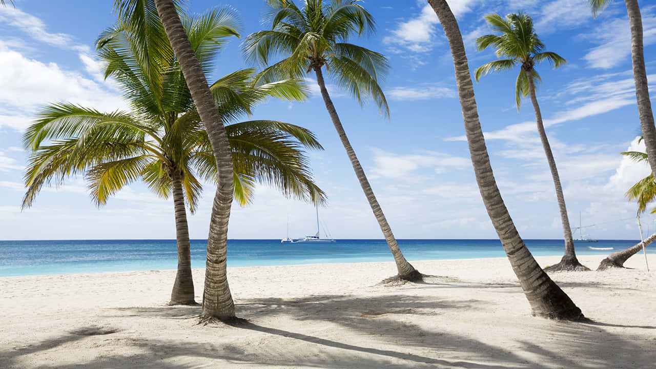 Jamaican Beach 桌布 壁紙 — 高大的棕櫚樹在明亮的藍天下，在純淨的白色沙灘上投下長長的影子，天空中有散落的雲朵，碧綠的海水上有一艘帆船。