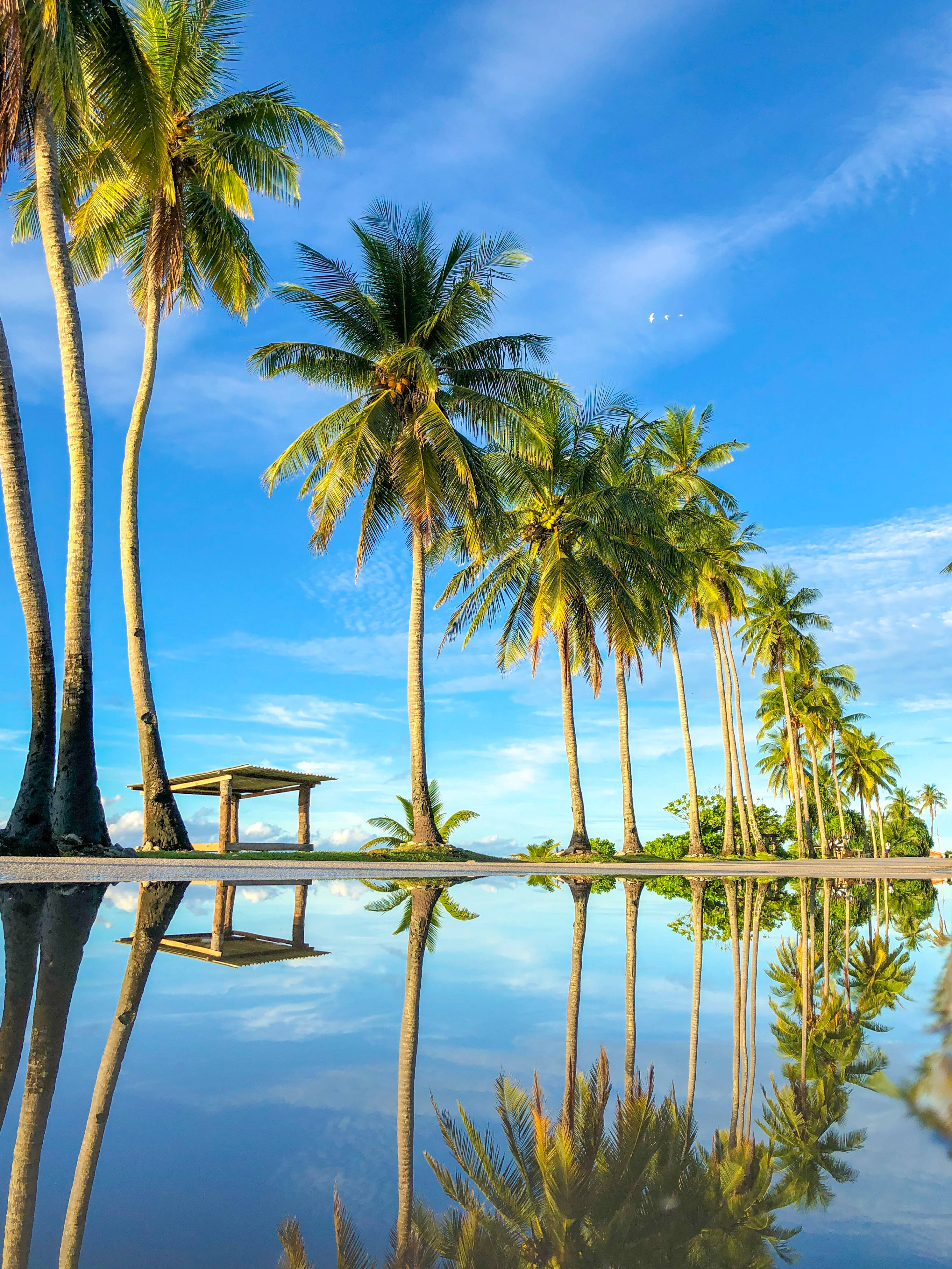 Coconut Tree 桌布 壁紙 — 高大的棕櫚樹在晴朗藍天和縷縷白雲下，完美倒映在平靜的水池中。