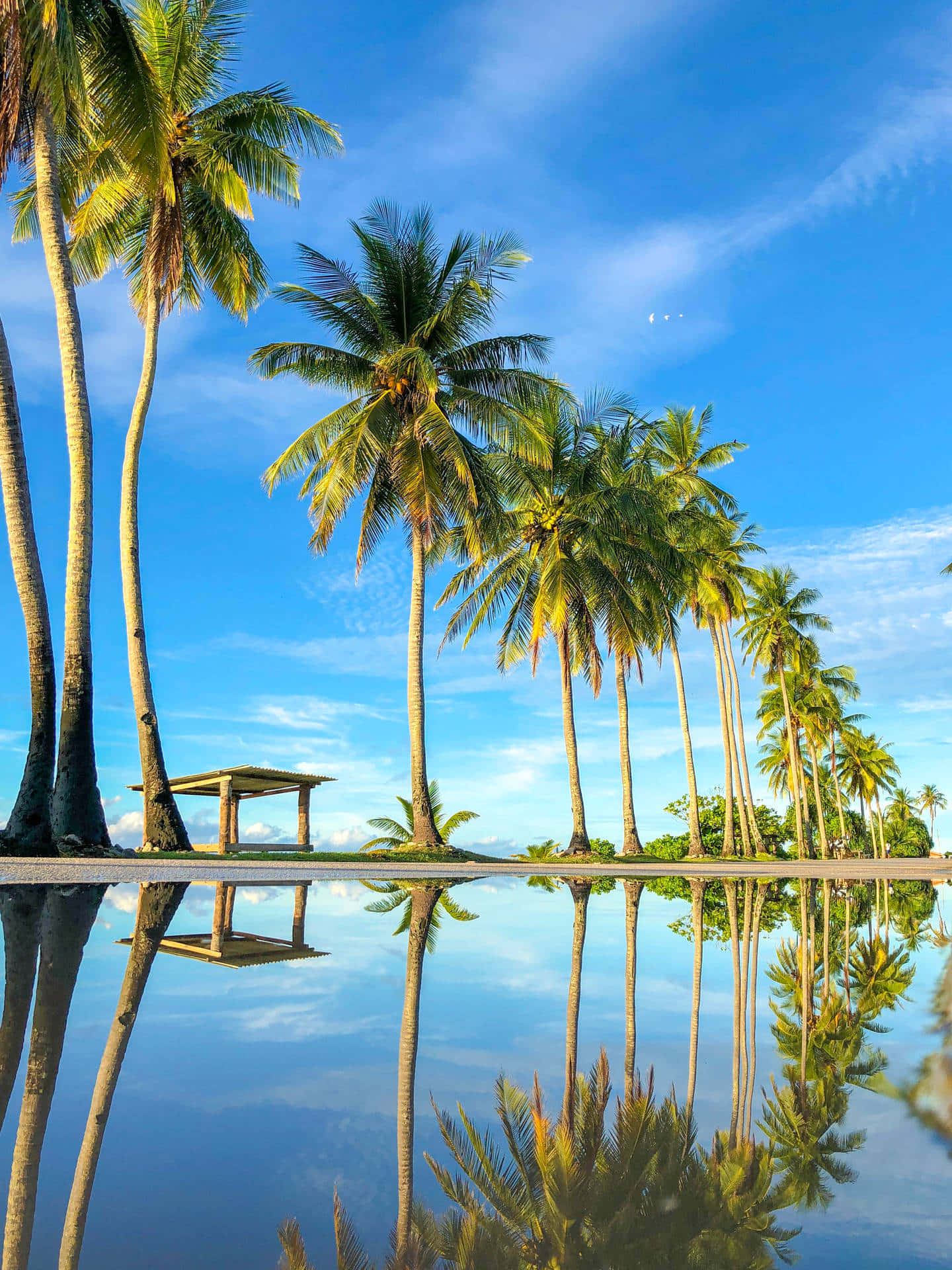 Coconut Tree 桌布 壁紙 — 高大的棕櫚樹在晴朗藍天和薄雲下，完美倒映在平靜的無邊際泳池中。