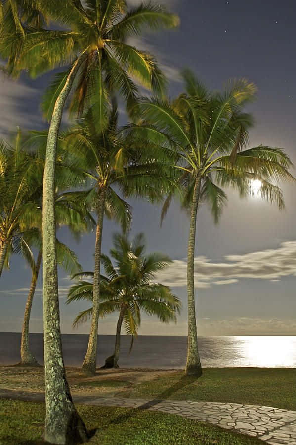 Palm Trees Beach 桌布 壁紙 — 高大的棕櫚樹在月光下的海灘上輕輕搖曳，它們的影子沿著海邊的石徑延伸。