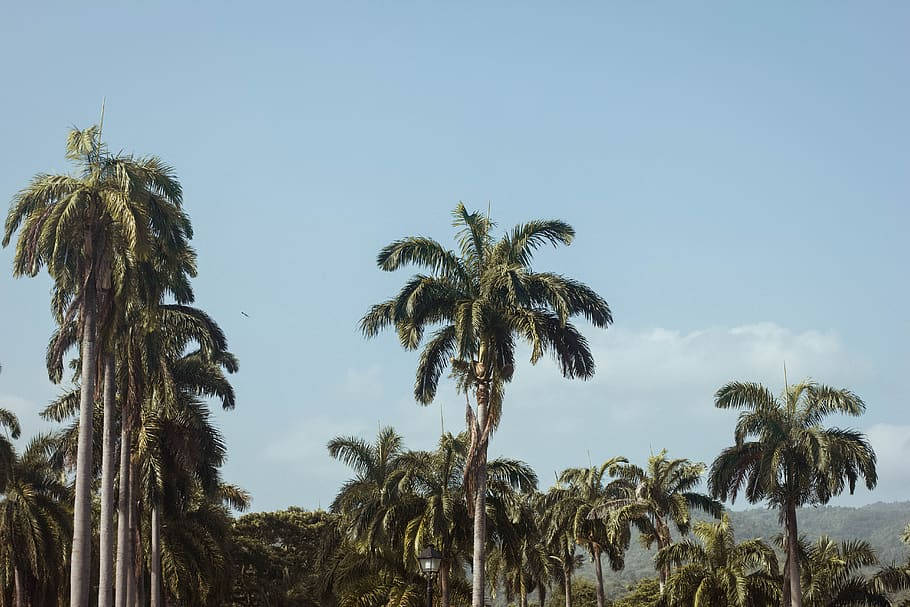 Jamaica 桌布 壁紙 — 高大的棕櫚樹在清澈的藍天下輕輕搖曳，背景是遠處的山丘。
