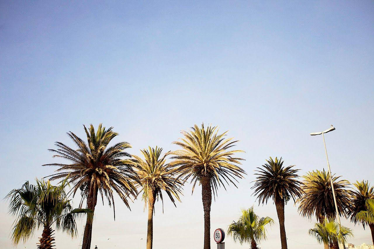 Venice Beach 桌布 壁紙 — 高大的棕櫚樹在清澈的藍天下輕輕搖曳，可見街燈和限速標誌。