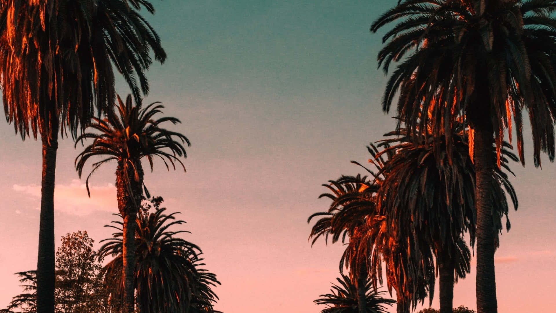 Palm Trees 桌布 壁紙 — 高大的棕櫚樹在漸層的天空中呈現剪影，天空閃耀著橙色和粉紅色的溫暖日落色調。