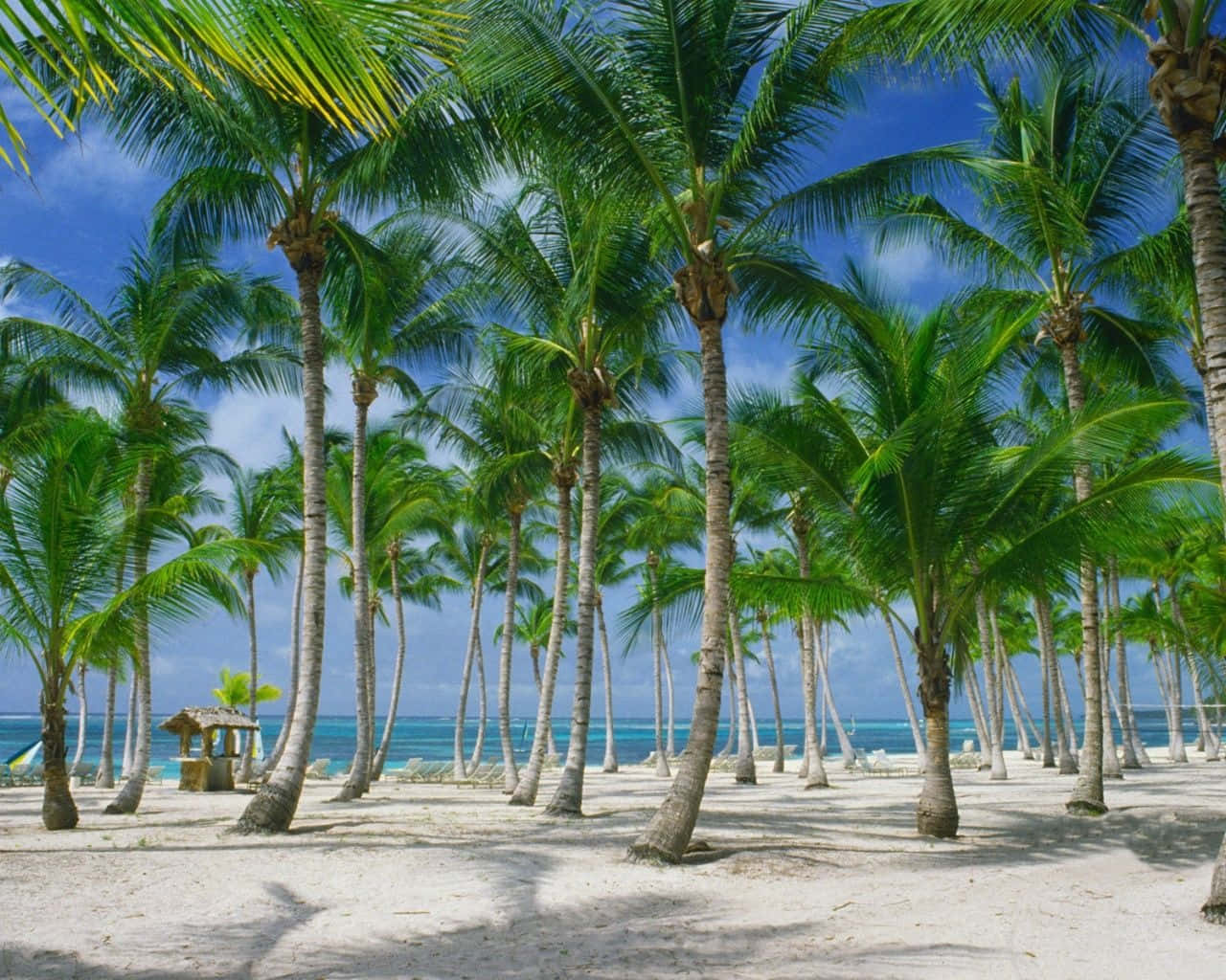 Coconut Tree 桌布 壁紙 — 高大的棕櫚樹在純淨的白色沙灘上輕輕搖曳，遠處是湛藍的天空和碧綠的海洋。