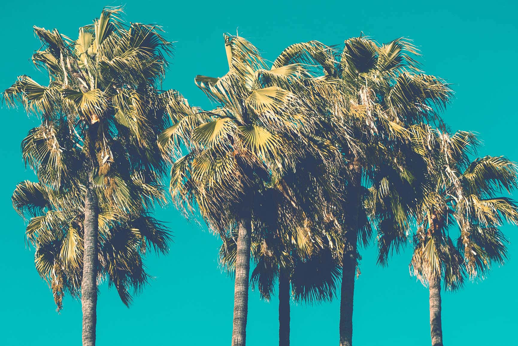 Cute Palm Tree 桌布 壁紙 — 高大的棕櫚樹在陽光普照的熱帶場景中，在充滿活力的藍綠色天空下搖曳。