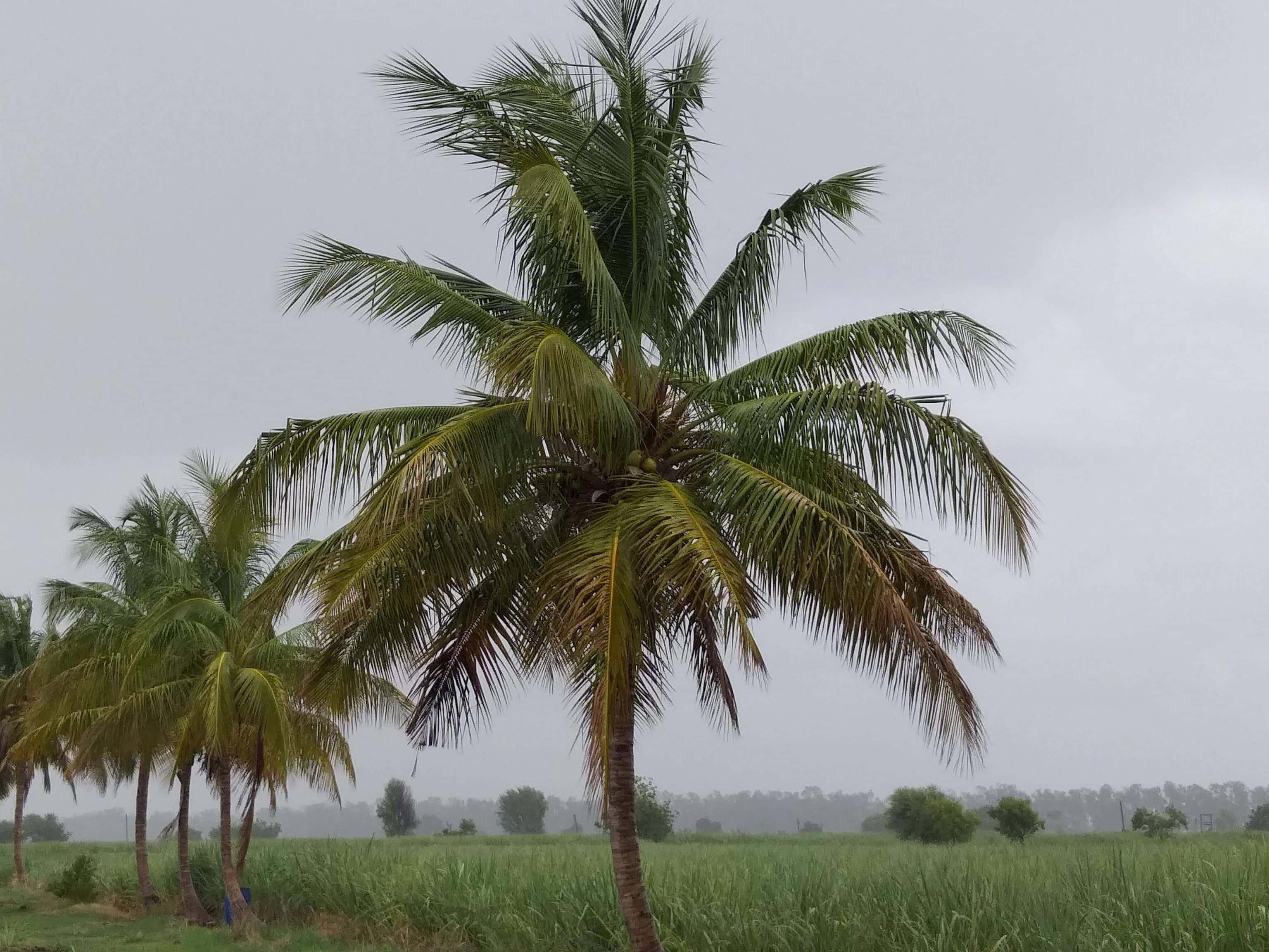 Coconut Tree 桌布 壁紙 — 高大的棕櫚樹在霧氣瀰漫的田野中搖曳，天空多雲，遠方地平線上有樹木。