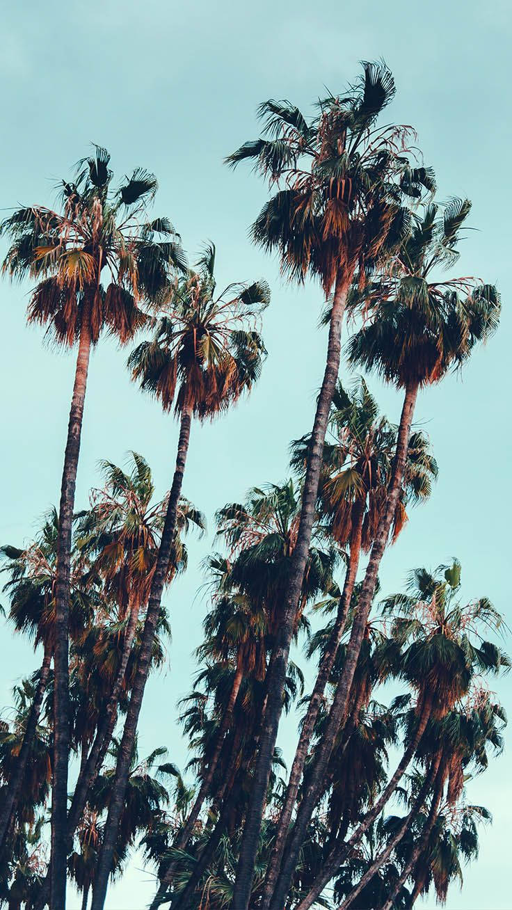Palm 桌布 壁紙 — 高大的棕櫚樹帶有磨損的葉子，以低角度向上伸展，襯著淡藍色的天空。