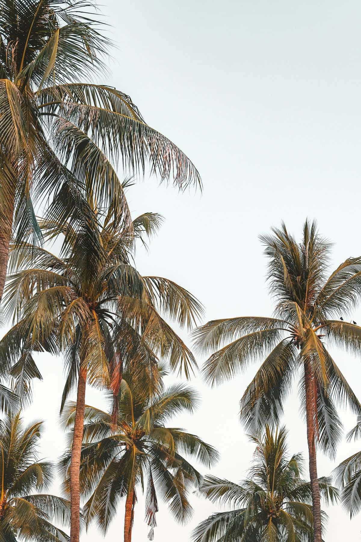 Coconut Tree 桌布 壁紙 — 高大的棕櫚樹帶有羽毛狀的葉子，在熱帶天堂中對著柔和淡色的天空輕輕搖曳。