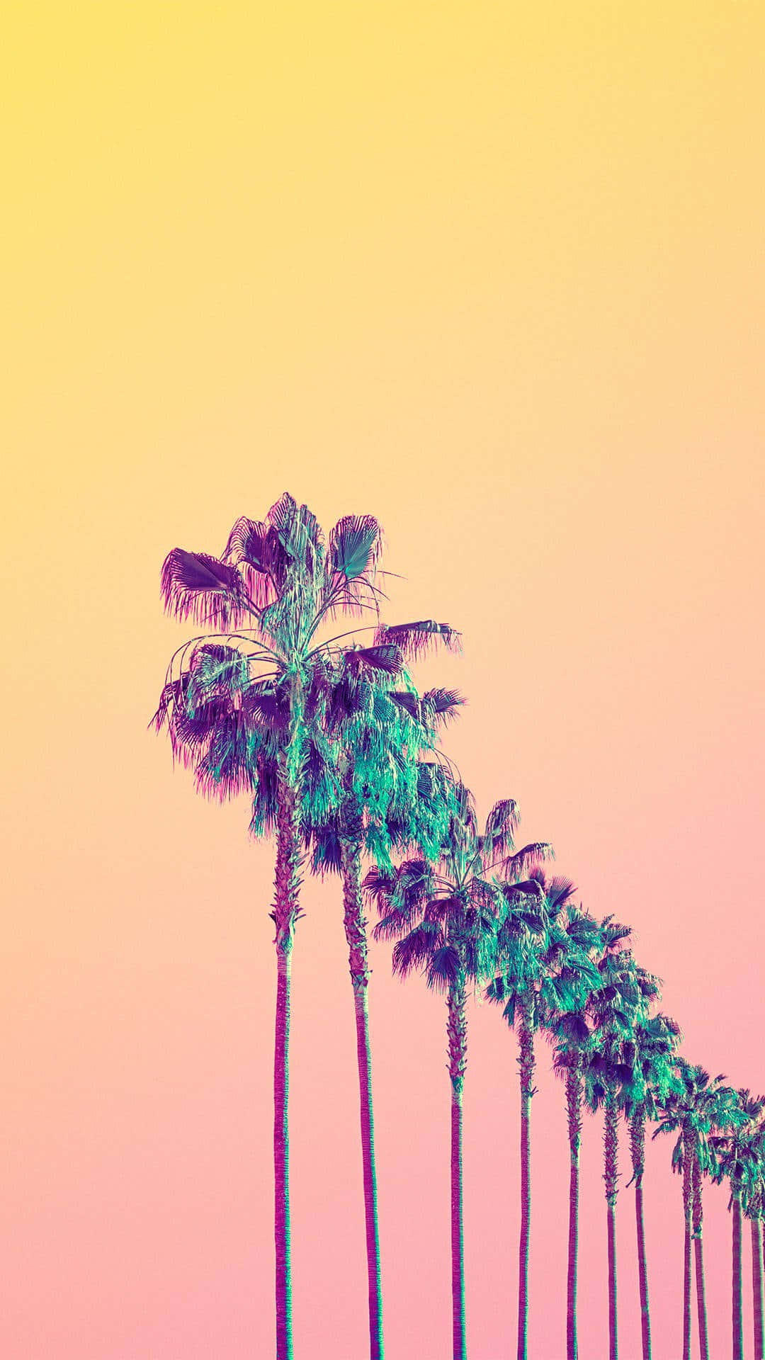 Palm Trees 桌布 壁紙 — 高大的棕櫚樹帶著青綠色的葉子，矗立在黃色和粉紅色的漸變天空前。