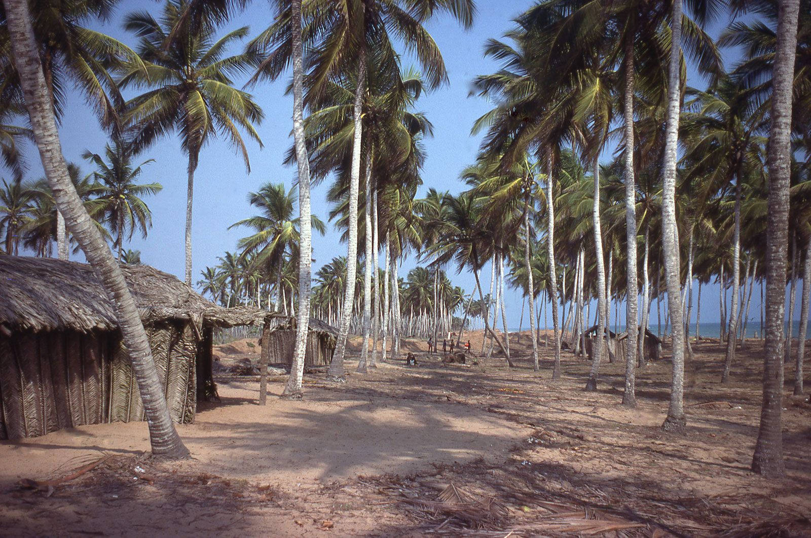 Coconut Tree 桌布 壁紙 — 高大的棕櫚樹排列在一條沙質小徑兩旁，通往茅草屋，遠處在清澈的藍天下可以看到海洋。