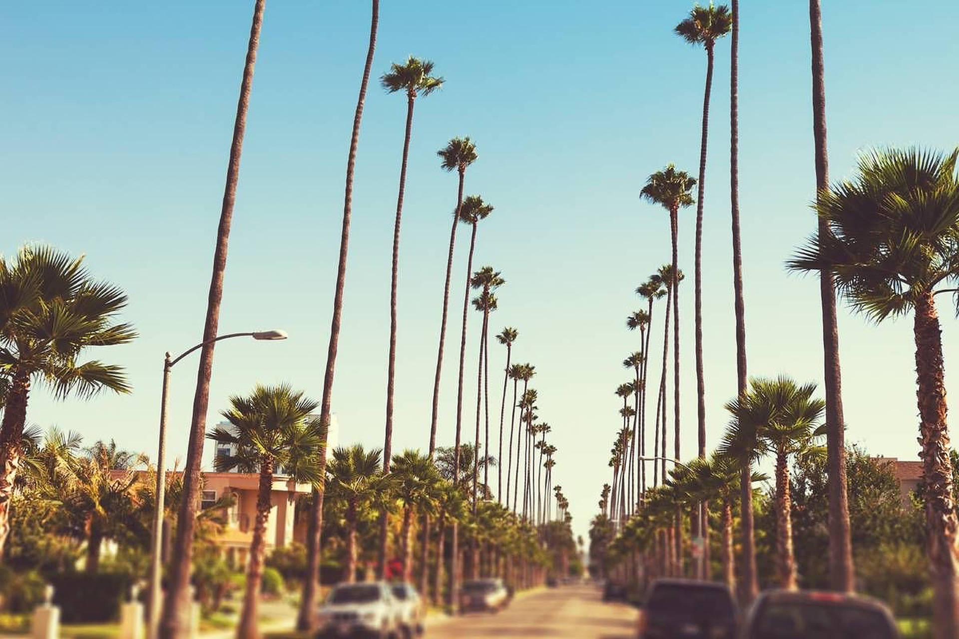 Boulevard 桌布 壁紙 — 高大的棕櫚樹排列在一條陽光明媚的街道上，在清澈的藍天下形成一條對稱的林蔭大道。