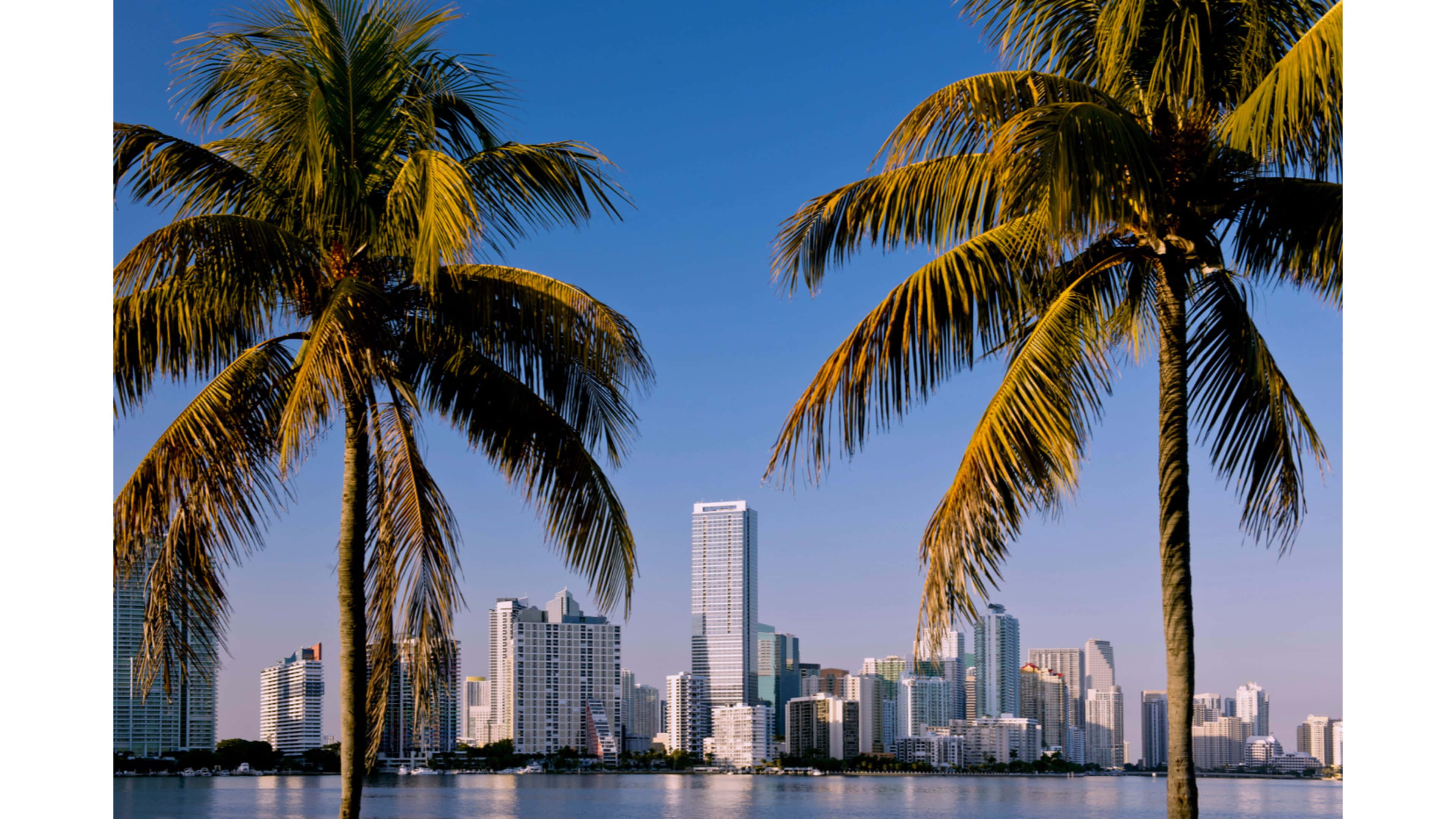 Miami 4K 桌布 壁紙 — 高大的棕櫚樹框住了現代邁阿密的天際線，在平靜的水面和清澈的藍天下倒映。