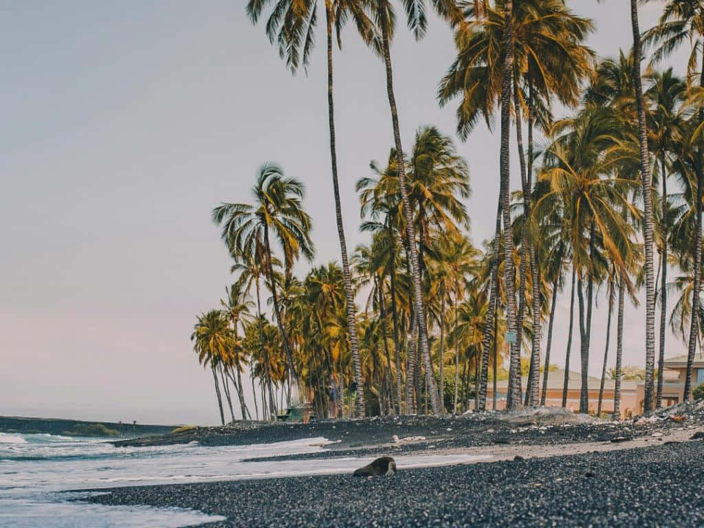 Coconut Tree 桌布 壁紙 — 高大的棕櫚樹沿著黑色火山沙灘輕輕搖曳，海浪在柔和天空下翻滾。