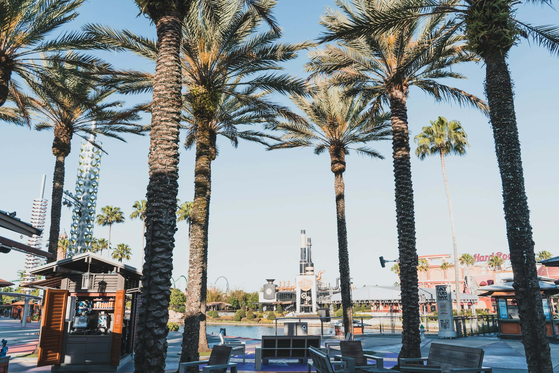 Orlando 桌布 壁紙 — 高大的棕櫚樹環繞著一個陽光明媚的戶外廣場，設有躺椅和遠處的Hard Rock Cafe，背景是清澈的藍天。