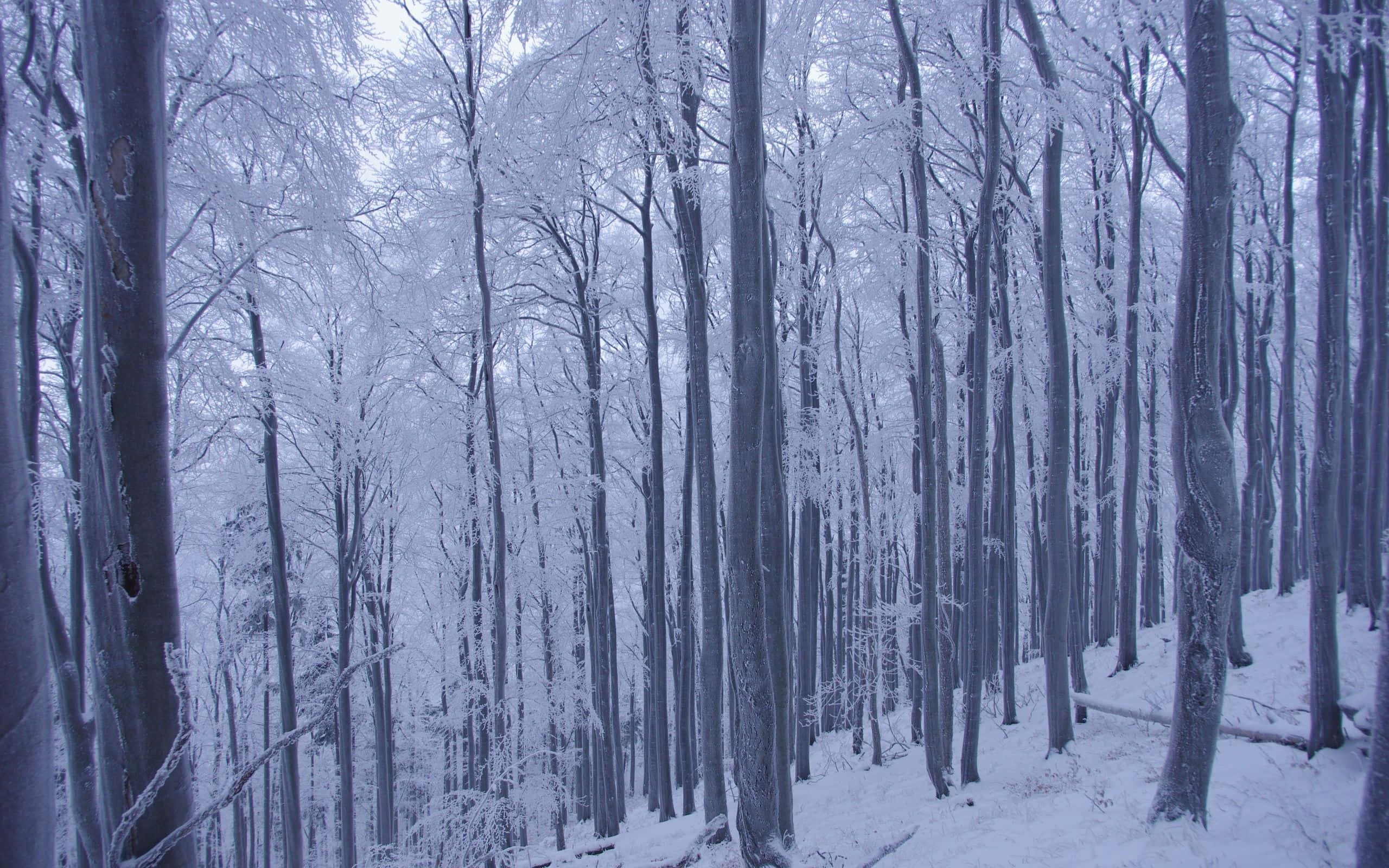Winter Forest 桌布 壁紙 — 高大的樹木在白雪覆蓋的森林中凍結，在蒼白的冬日天空下，霜凍依附在每一根樹枝上。