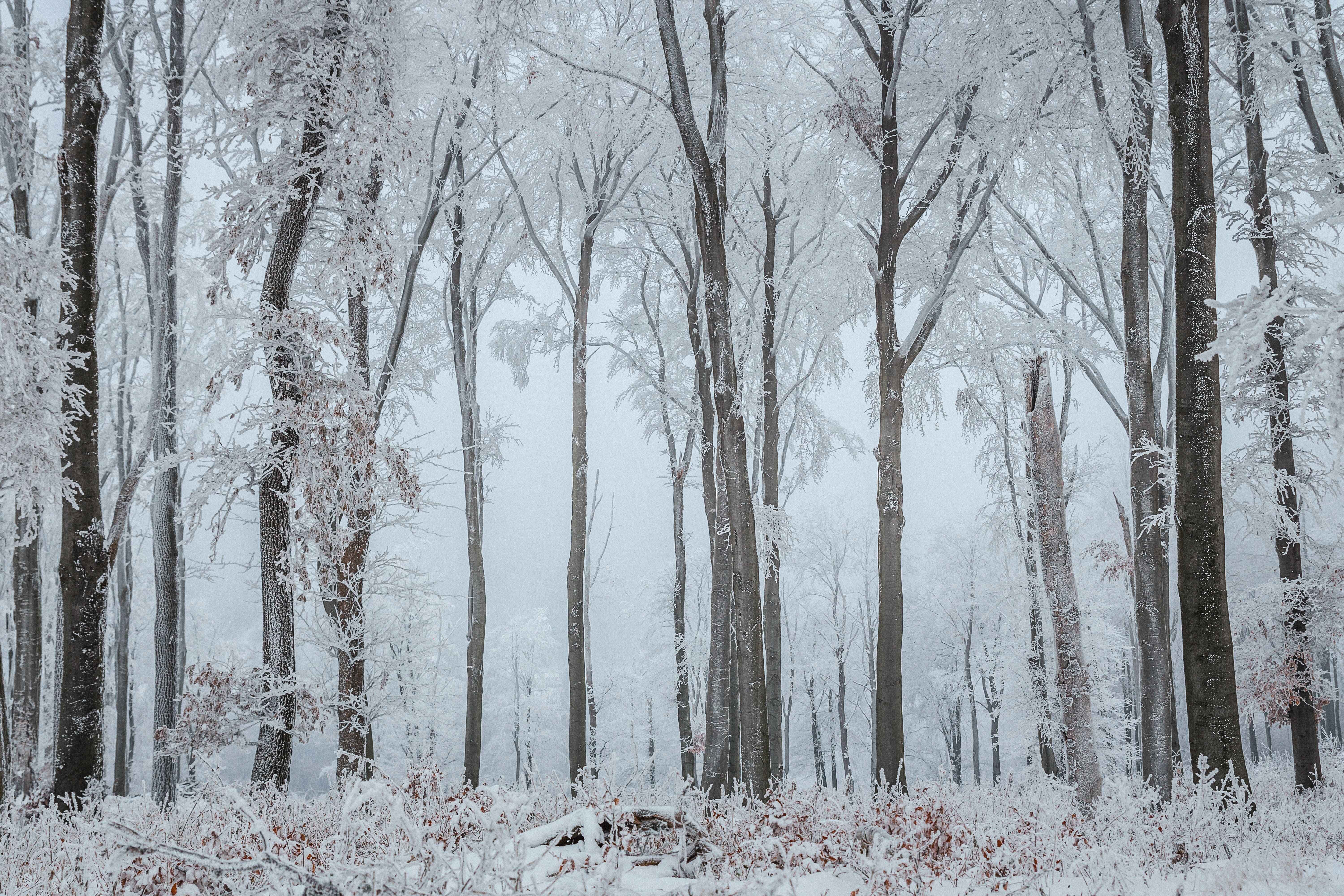 Winter Forest 桌布 壁紙 — 高大的樹木在霧氣瀰漫的冬季森林中凍結，覆蓋著厚厚的白霜和積雪。