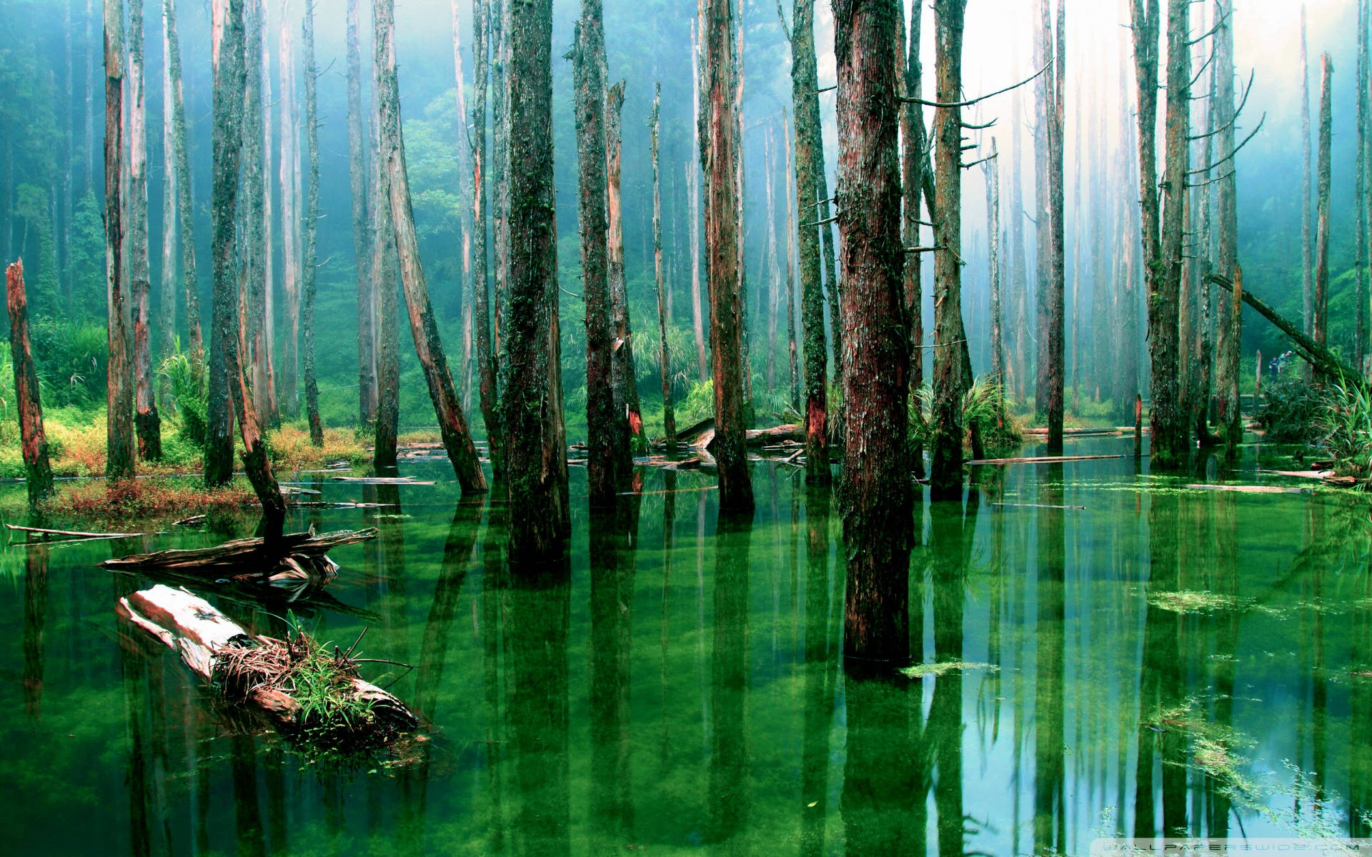 Amazonas 桌布 壁紙 — 高大的樹木矗立在清澈的翡翠色水中，倒映著霧氣瀰漫的森林樹冠，寧靜的沼澤。