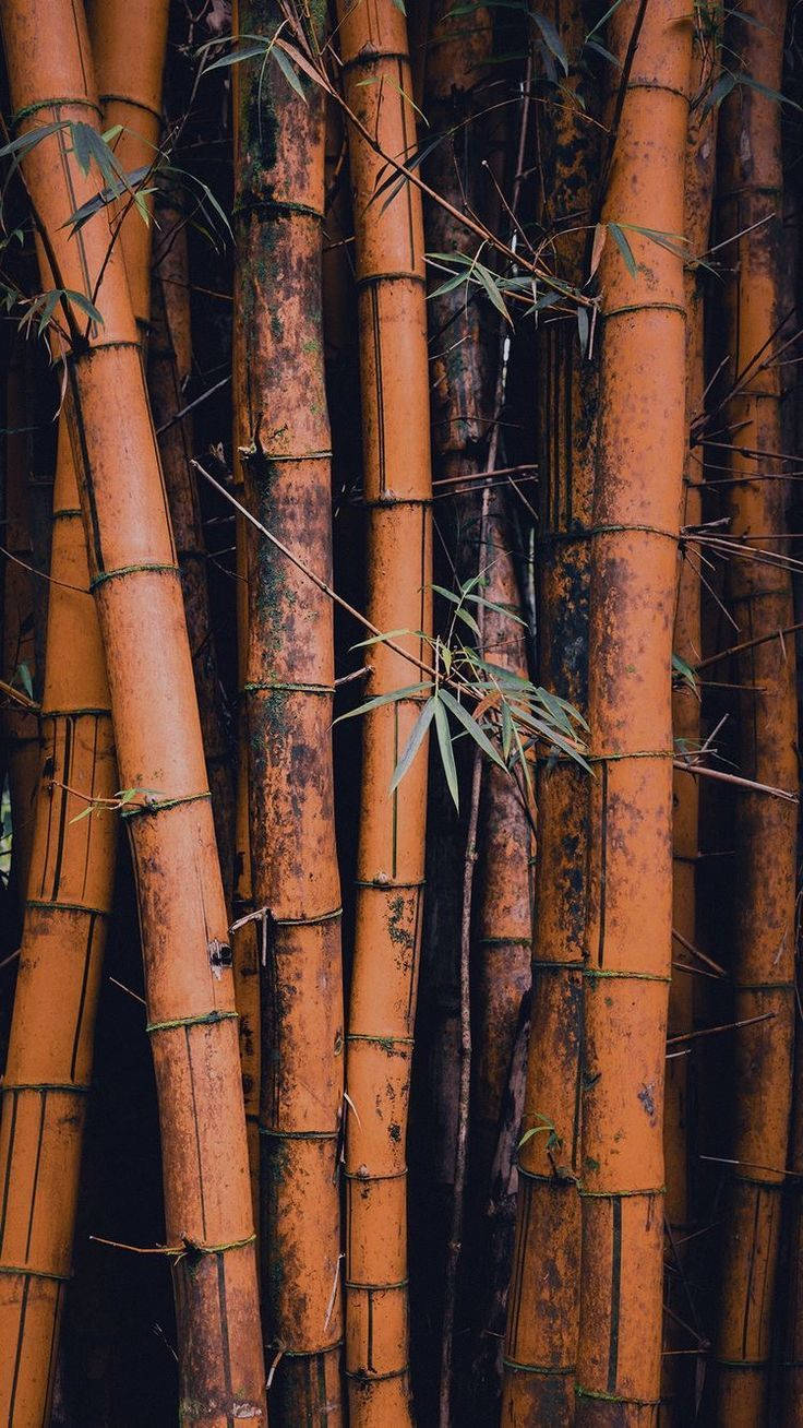 Bamboo HD 桌布 壁紙 — 高大的橙色竹莖帶有深色斑點和稀疏的綠葉，形成密集的自然紋理。