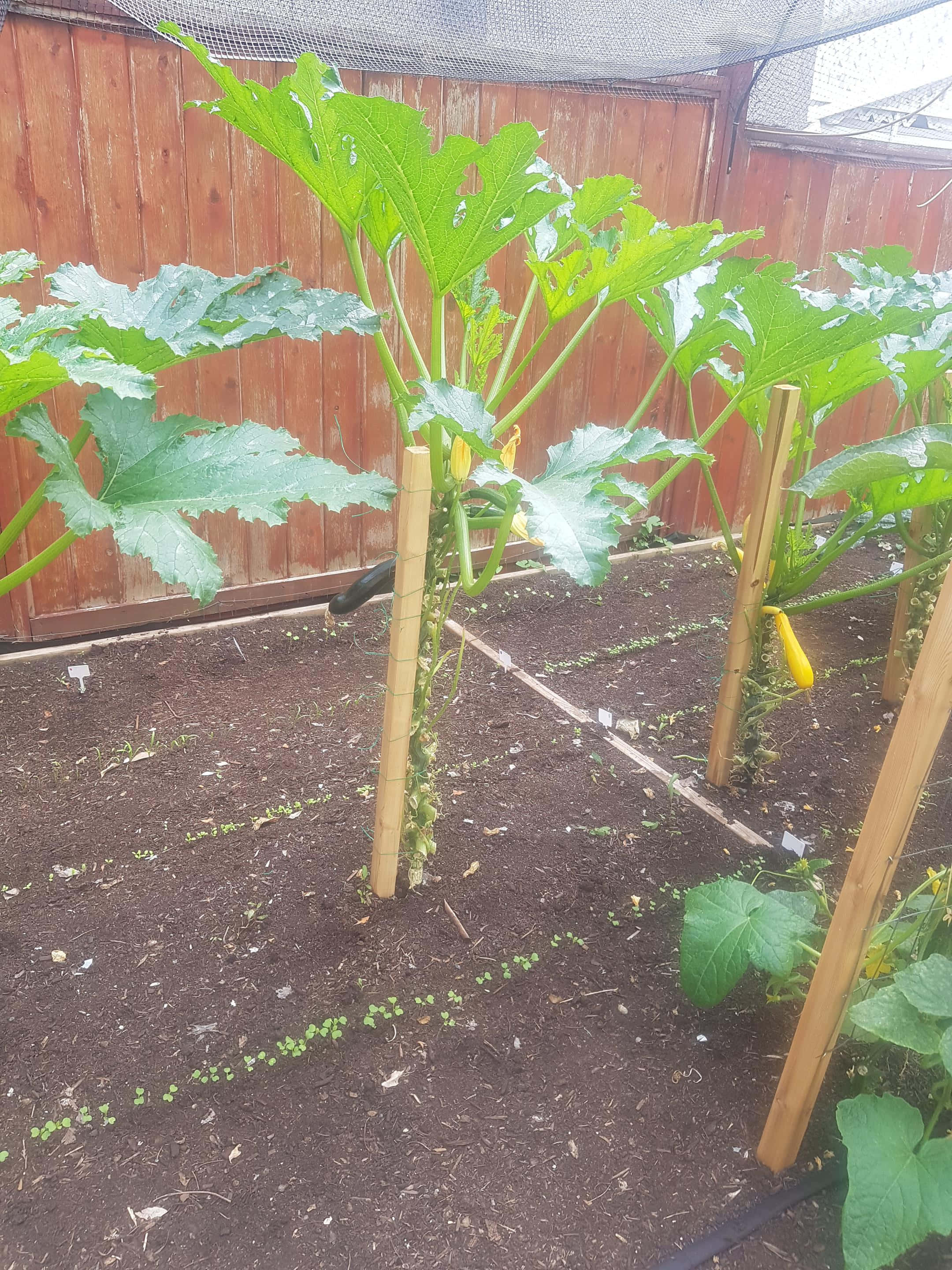 Zucchini Trellis 桌布 壁紙 — 高大的櫛瓜植物，帶有大片綠葉和黃色花朵，在網下由木樁支撐的花園床中生長。