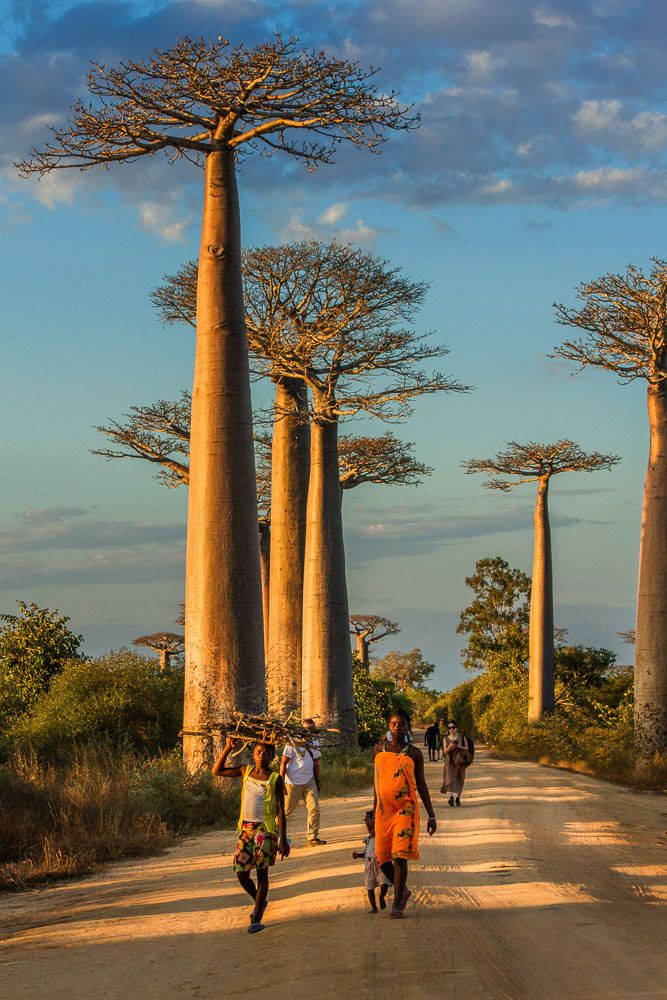 Madagascar 桌布 壁紙 — 高大的猴麵包樹排列在陽光明媚的泥路兩旁，當地人攜帶貨物走過，天空湛藍，雲朵點綴。