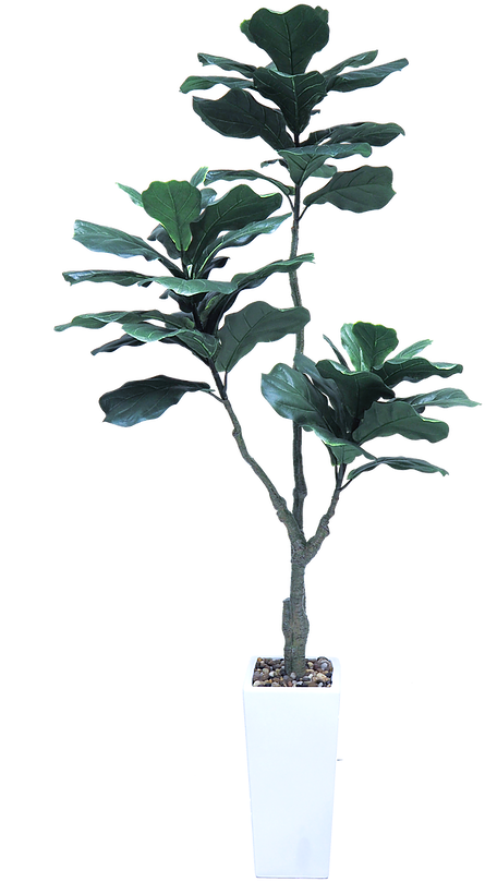 Magnolia 桌布 壁紙 — 高大的琴葉榕植物，種在時尚白色花盆中，帶有光澤的綠色葉子，背景為純黑色。