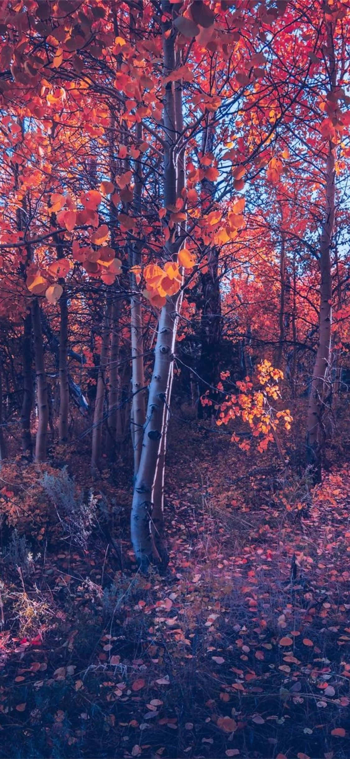 Fall 桌布 壁紙 — 高大的白楊樹在柔和日光下，以火紅的橙色樹葉映襯著清涼的藍色森林地面。