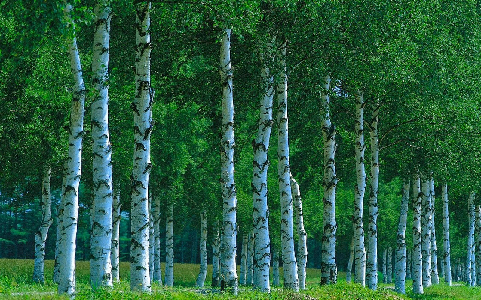 Birch Tree 桌布 壁紙 — 高大的白樺樹，樹皮白色帶黑色斑紋，在明亮的日光下矗立在茂密的綠色森林中。
