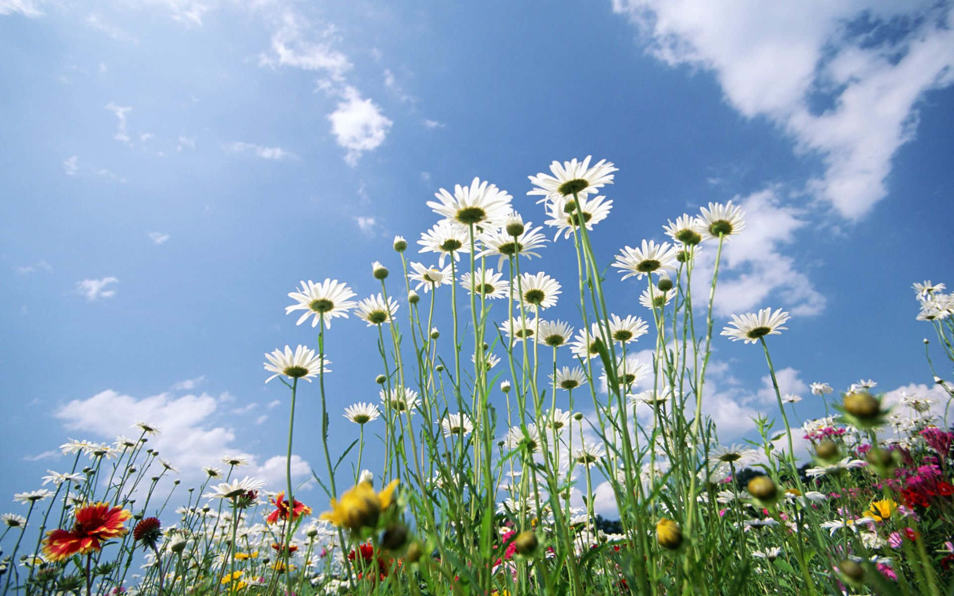 Spring Sky 桌布 壁紙 — 高大的白色雛菊和色彩繽紛的野花在藍天白雲下搖曳。