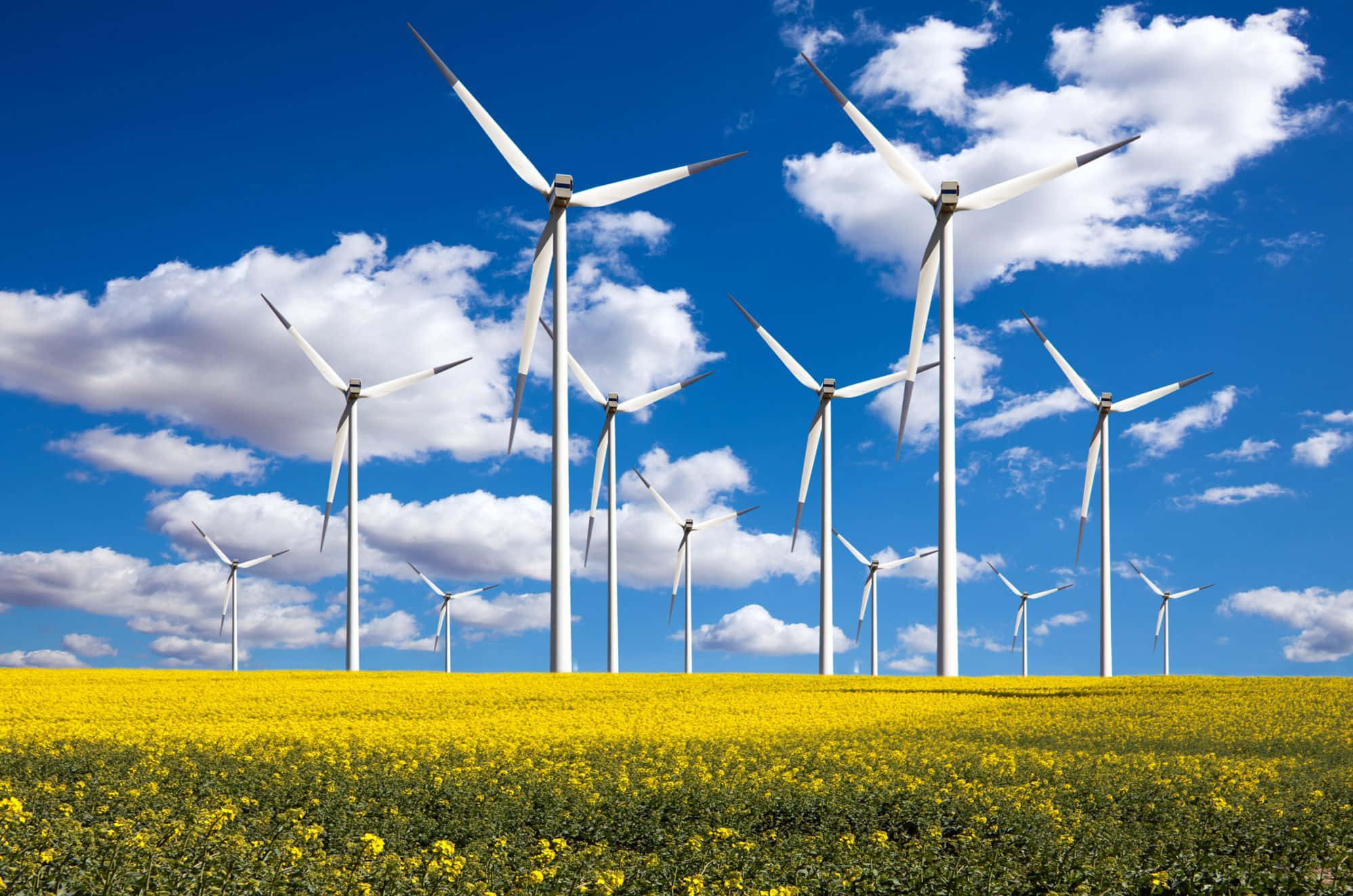 Renewable Energy 桌布 壁紙 — 高大的白色風力渦輪機矗立在充滿活力的黃色油菜花田中，上方是明亮的藍天和蓬鬆的白雲。