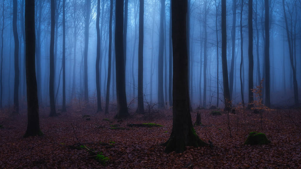 Mystical Forest 桌布 壁紙 — 高大的禿樹矗立在迷霧藍色的森林中，地上鋪滿了落下的棕色樹葉。