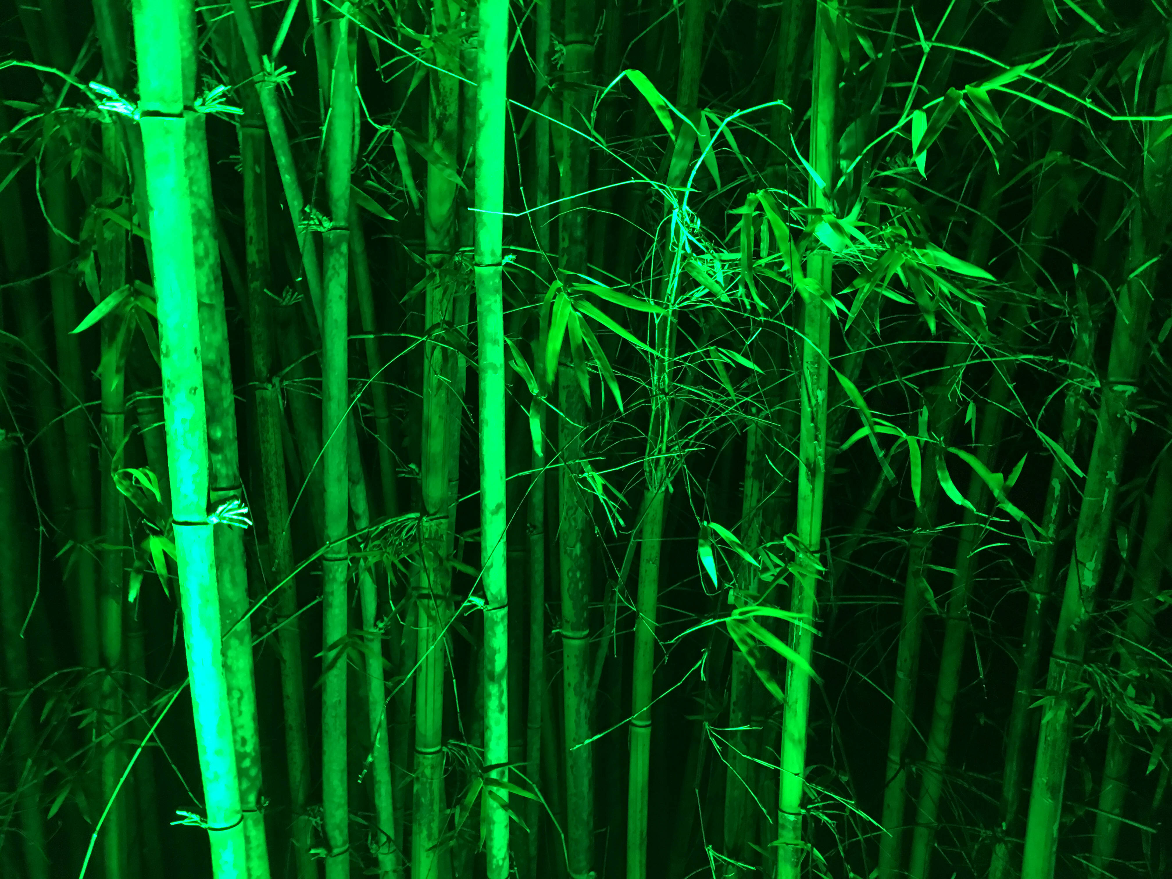 Bamboo 桌布 壁紙 — 高大的竹莖在黑暗的背景下，在茂密的森林中發出充滿活力的綠光。