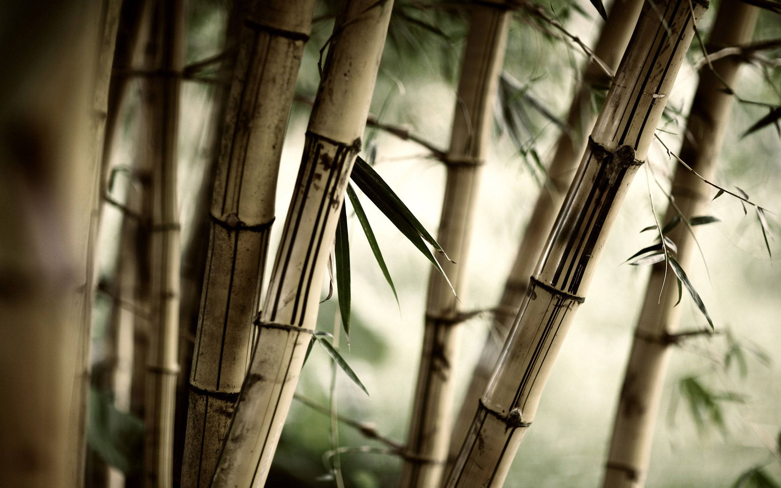 禪 桌布 壁紙 — 高大的竹莖帶有深色竹節和稀疏葉子，在模糊的綠色背景下呈現柔焦效果。