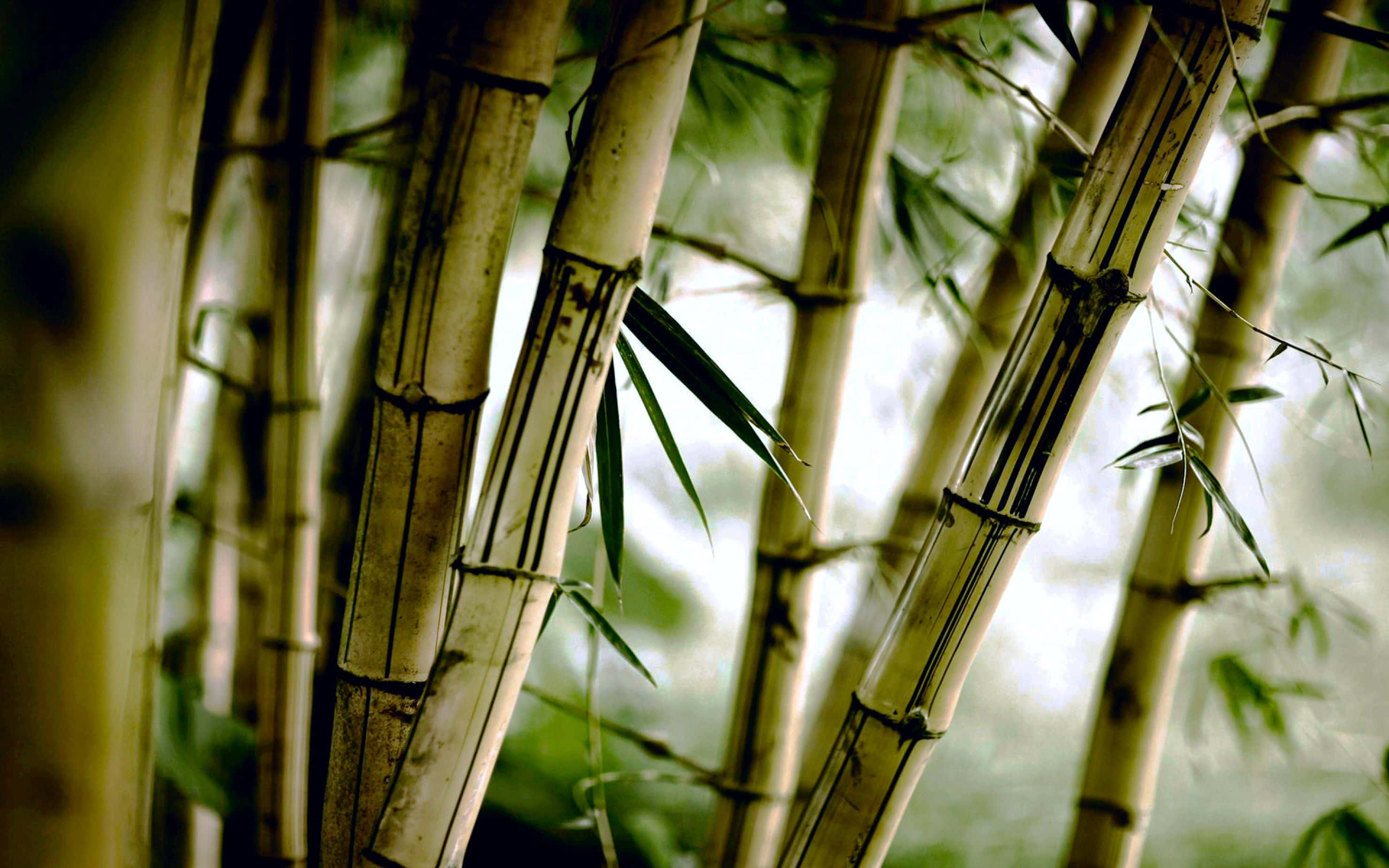 Bamboo HD 桌布 壁紙 — 高大的竹莖帶有深色竹節和綠色葉子，營造出寧靜的森林場景，柔和自然光線穿透其中。
