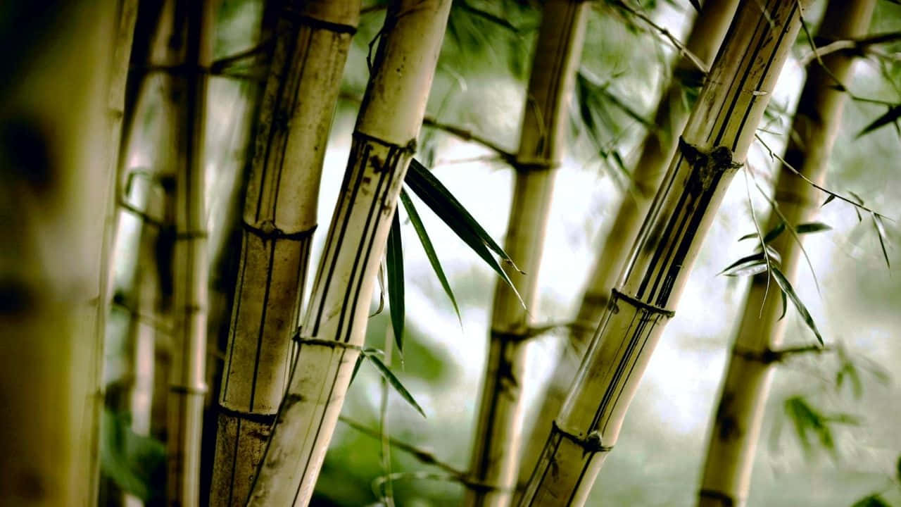 720p Bamboo 桌布 壁紙 — 高大的竹莖帶有深色竹節和纖細的綠葉，在柔和自然光線下緊密地生長在一起。