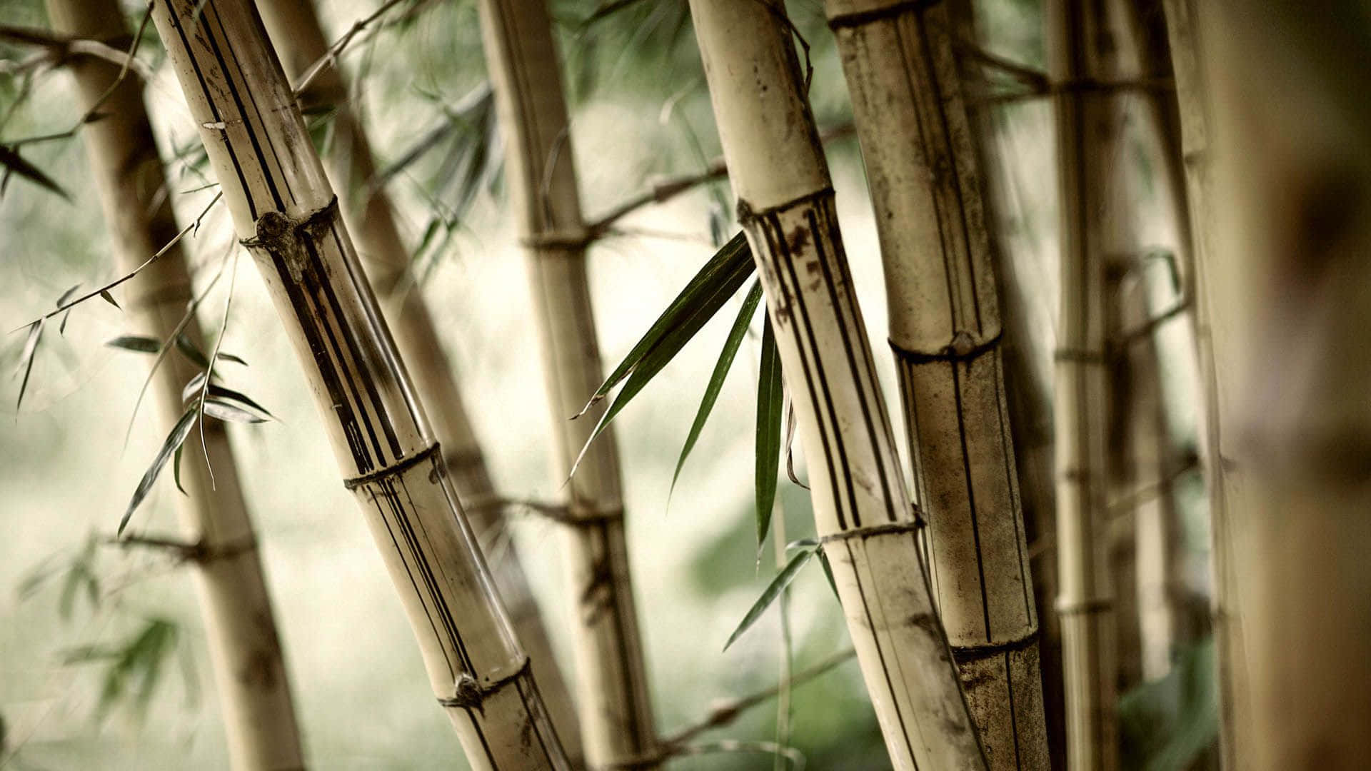 trees 桌布 壁紙 — 高大的竹莖帶有綠葉，在朦朧的自然背景下呈現柔焦效果。
