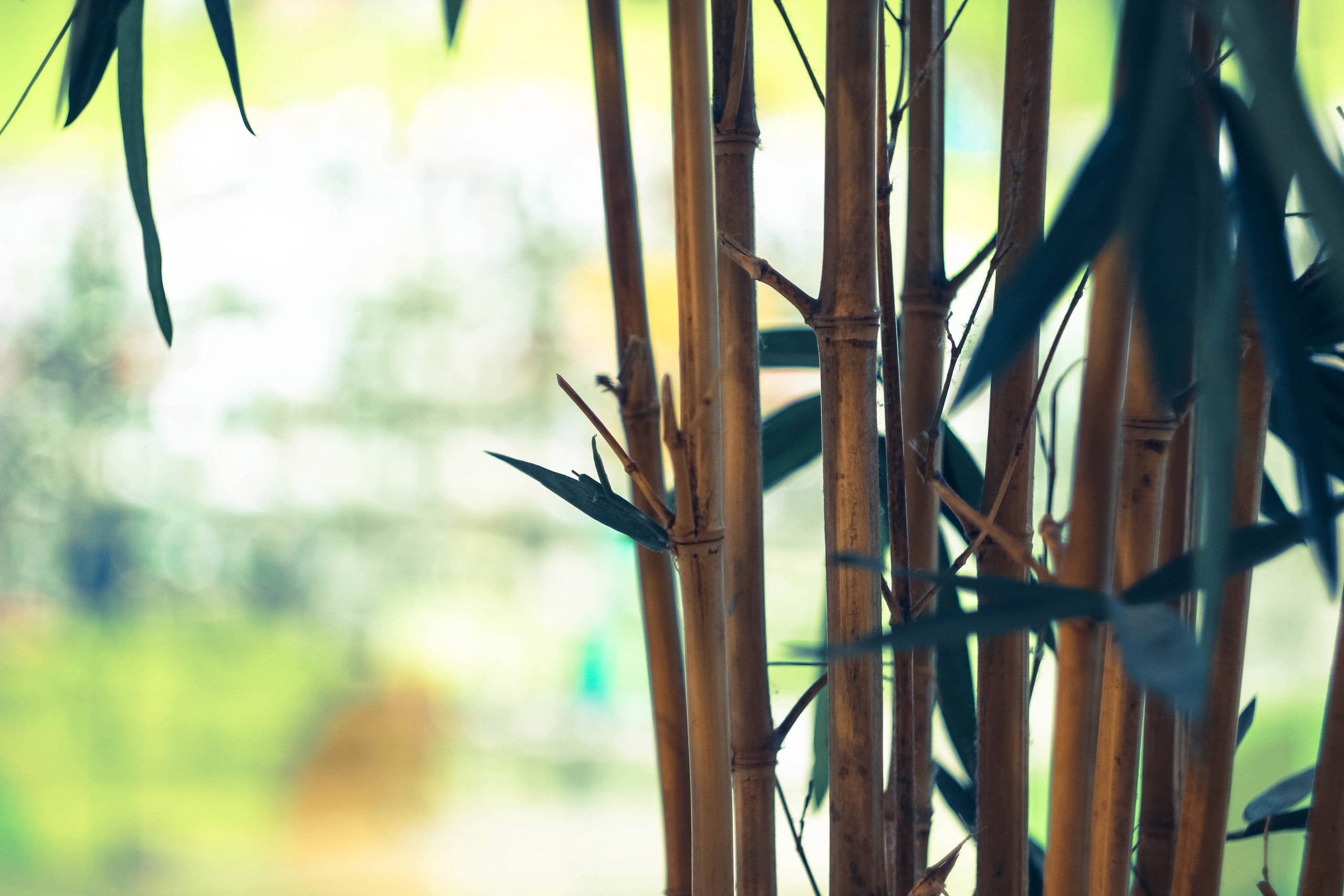 Bamboo HD 桌布 壁紙 — 高大的竹莖帶有綠葉，在柔和焦點中映襯著明亮模糊的花園背景。