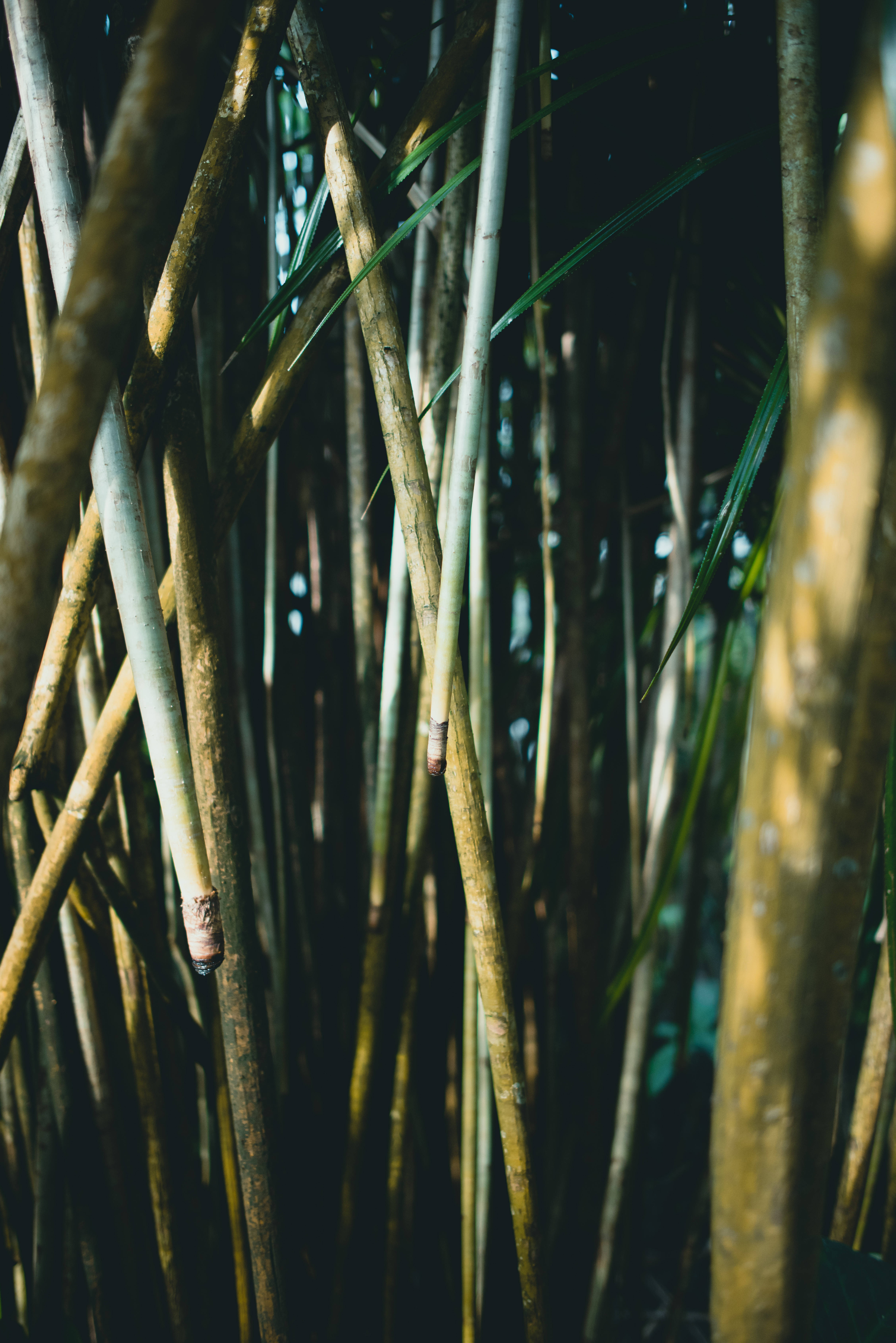 Bamboo 桌布 壁紙 — 高大的竹莖帶有綠葉，營造出茂密的森林場景，被柔和斑駁的陽光照射。