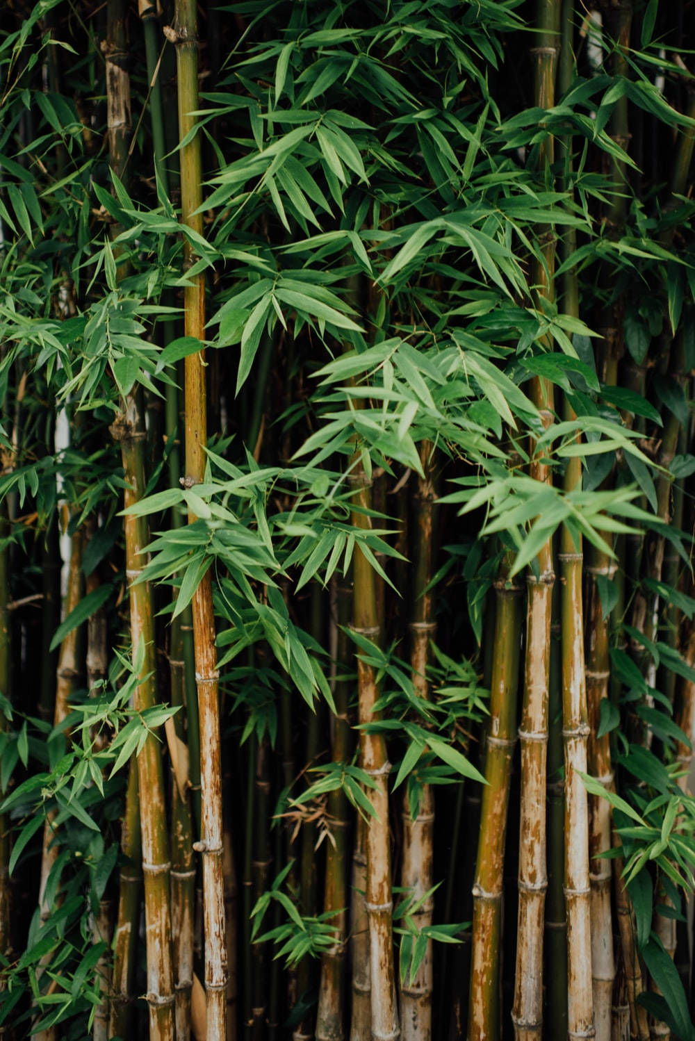手機 桌布 壁紙 — 高大的竹莖帶有鮮綠色的葉子，在柔和自然光線下形成茂密的天然牆壁。