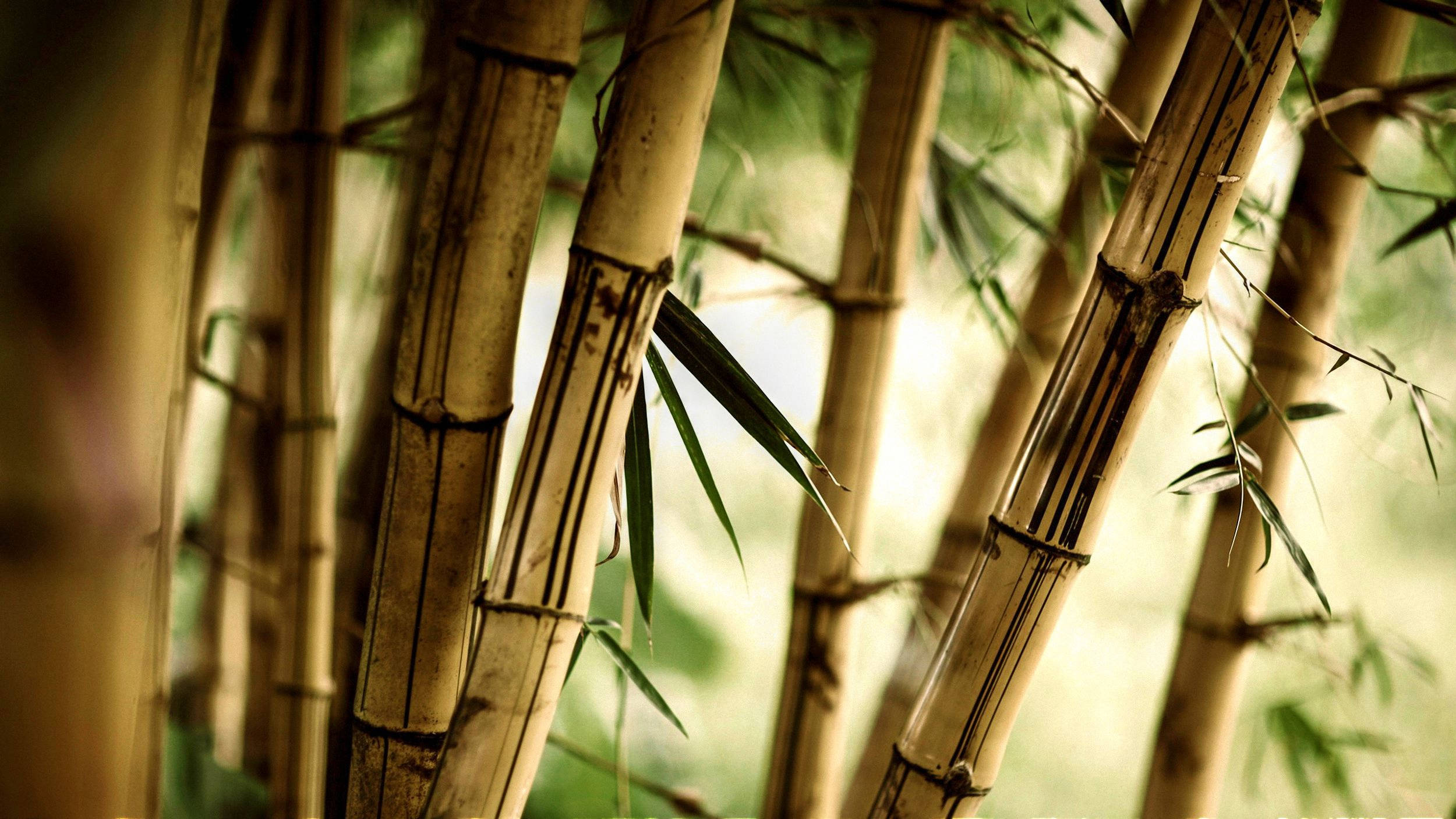 Bamboo 桌布 壁紙 — 高大的竹莖帶著綠葉，在柔和的金色光線中矗立，營造出寧靜的自然森林景象。