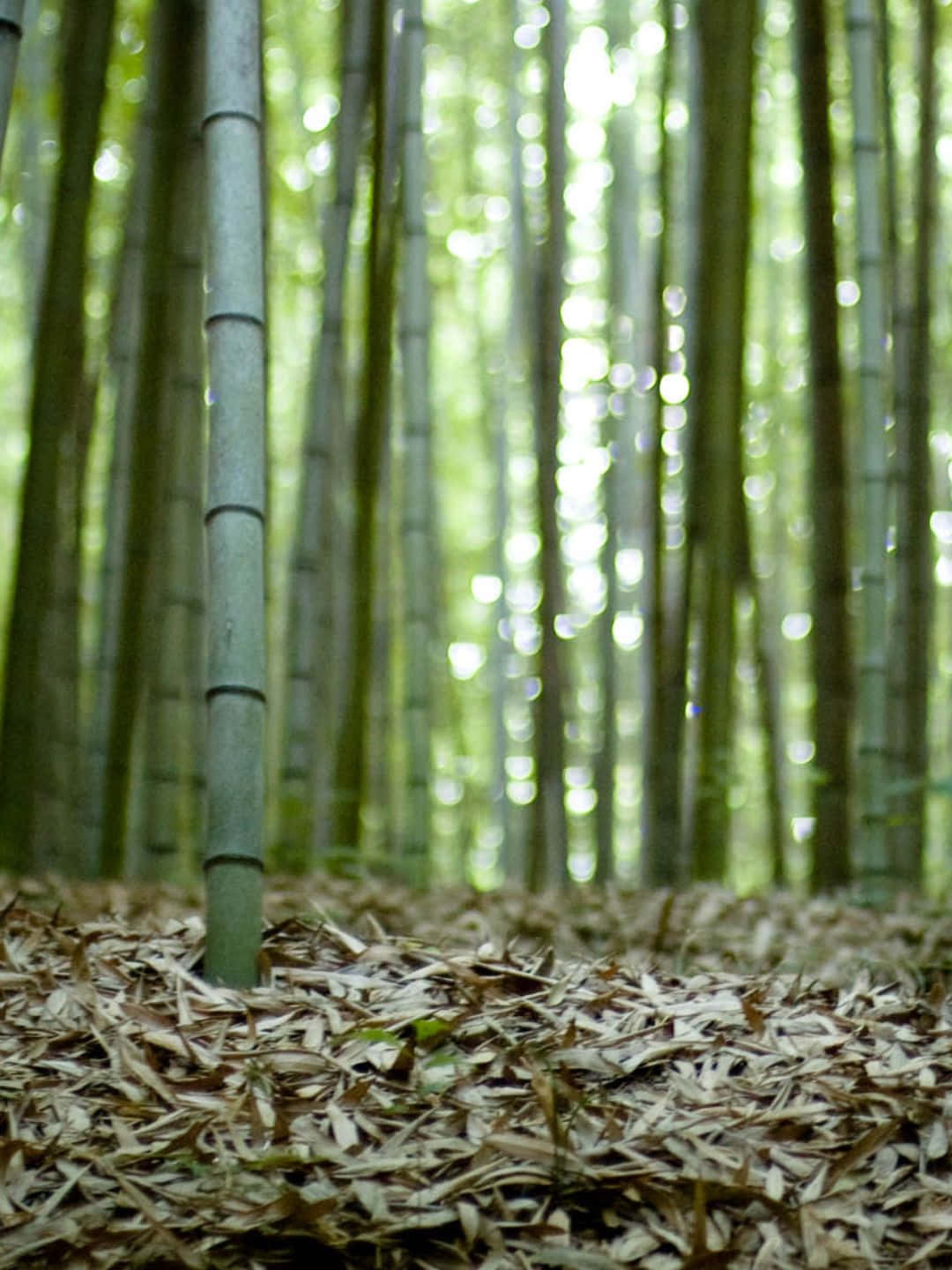 Bamboo Tree 桌布 壁紙 — 高大的竹莖穿過乾葉地毯，斑駁的陽光透過樹冠過濾下來。