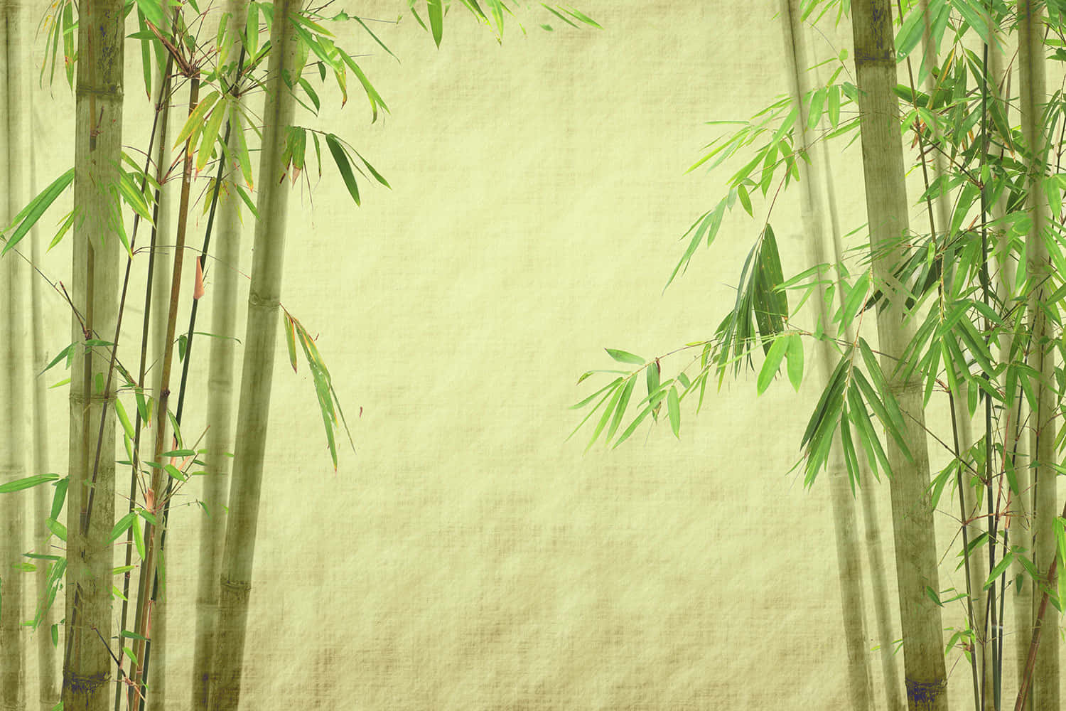 Green Bamboo 桌布 壁紙 — 高大的竹莖與綠葉在寧靜的自然環境中框出帶紋理的米色背景。
