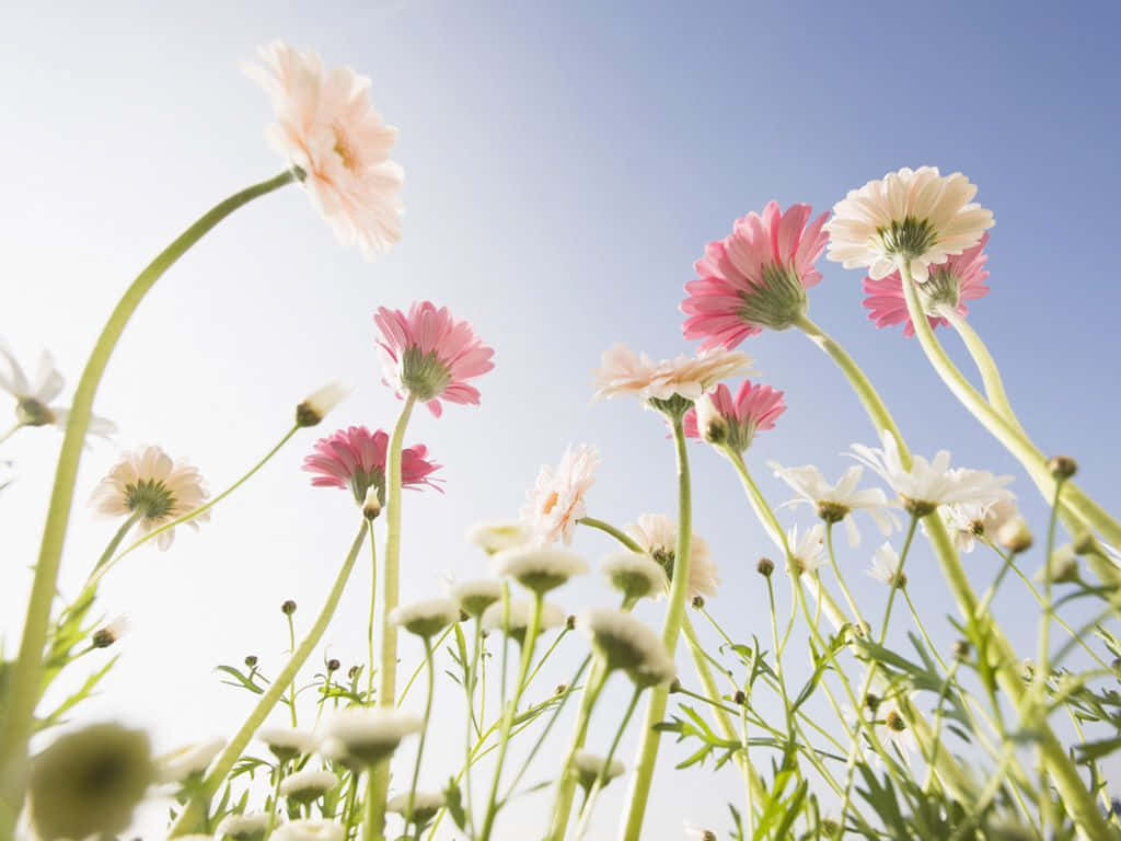 Cute Flower 桌布 壁紙 — 高大的粉紅色和白色雛菊在陽光明媚的草地上，在明亮的藍天下輕輕搖曳。